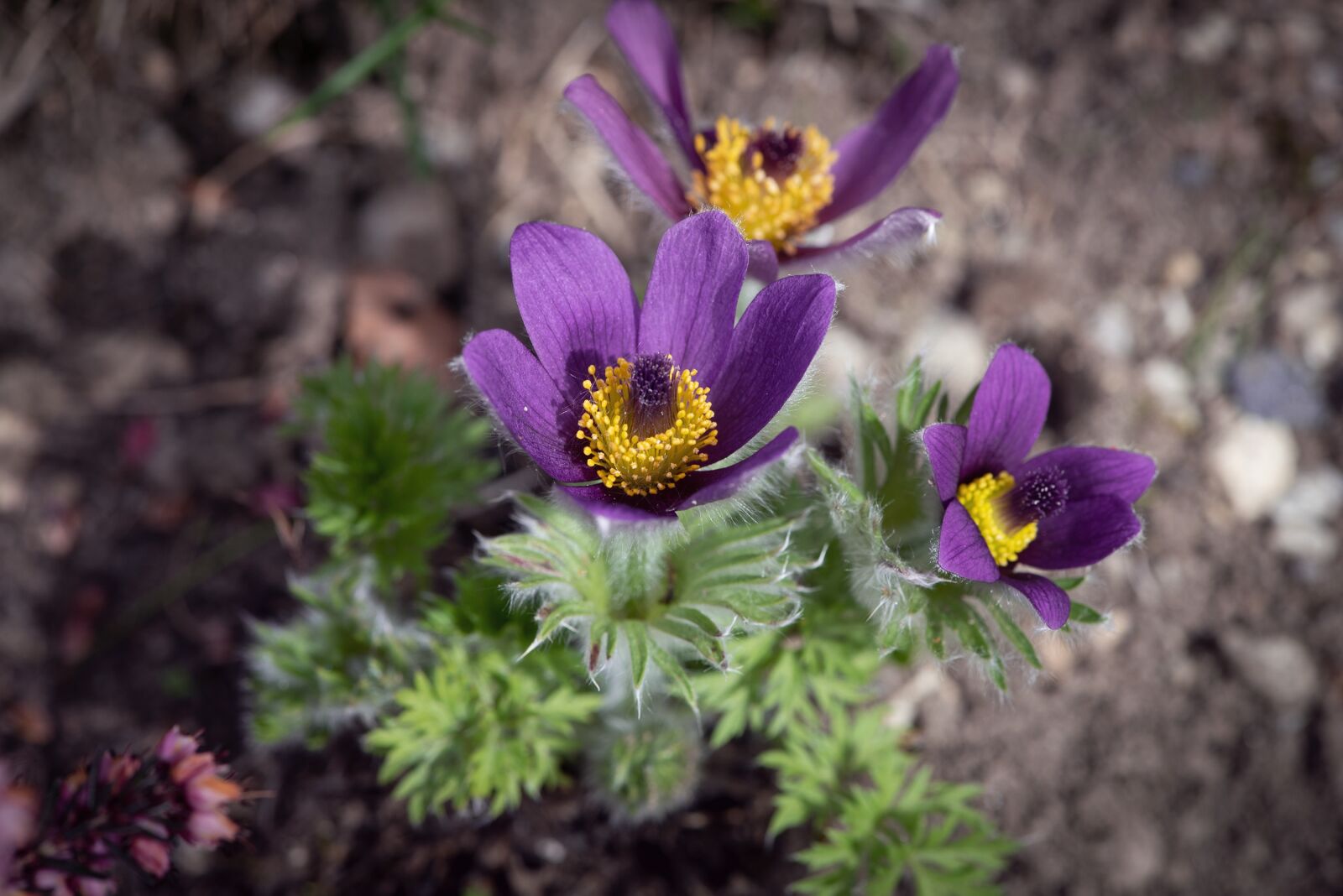 Nikon D750 sample photo. Anemones, flower, flowers photography