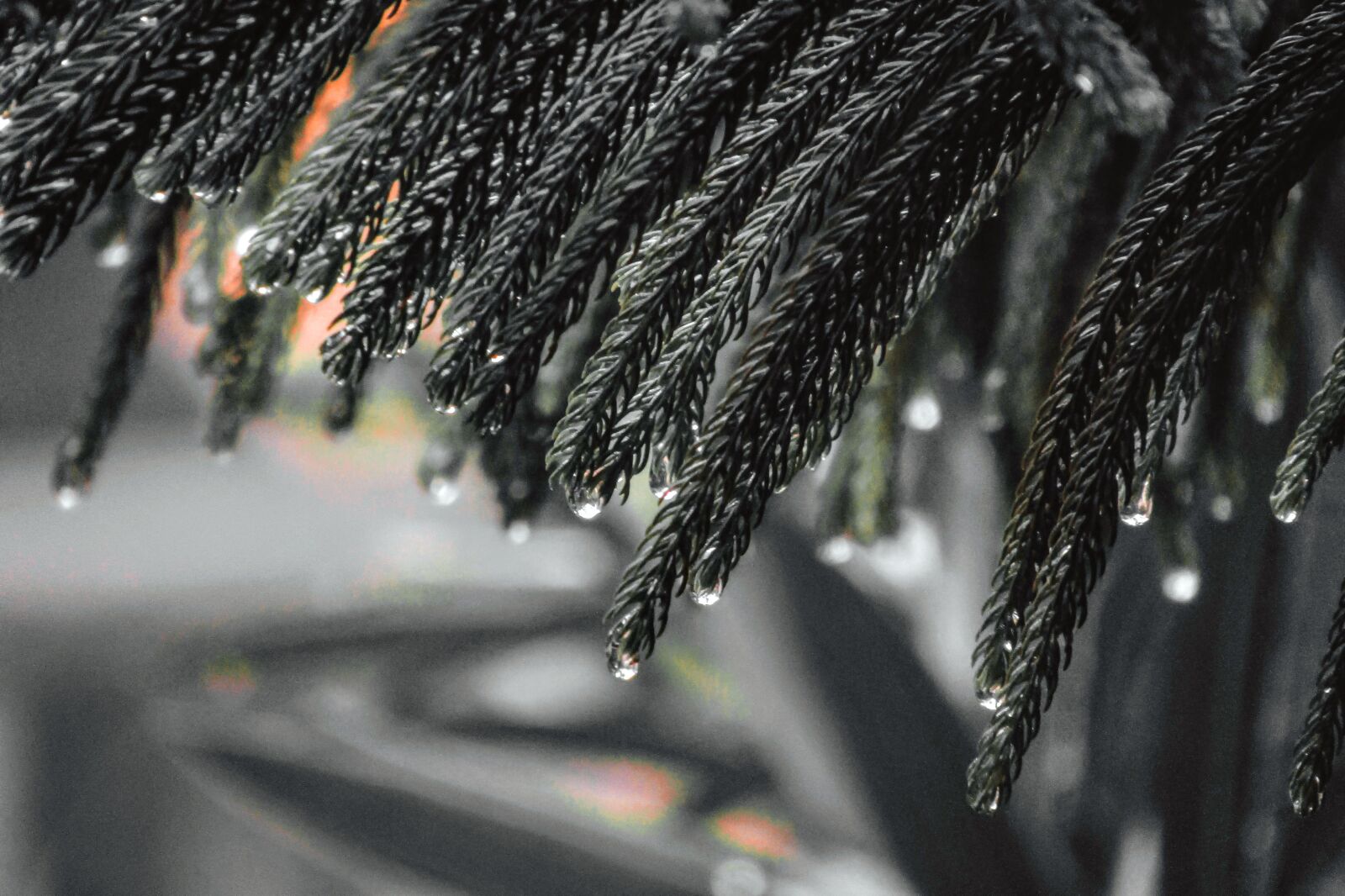 Canon PowerShot SX410 IS sample photo. Nature, rain, raindrop photography
