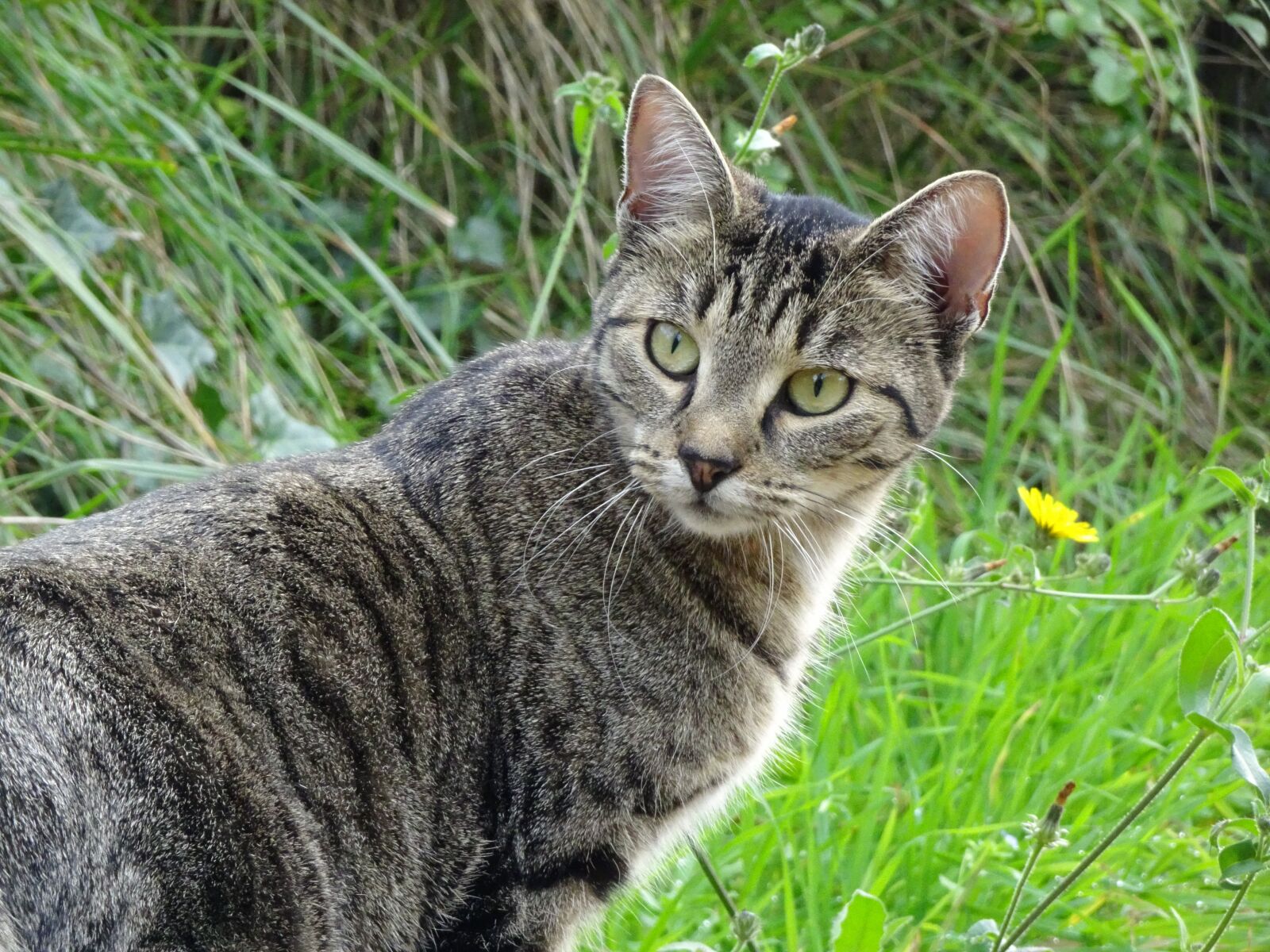 Sony Cyber-shot DSC-HX90V sample photo. Cat, feline, fur photography