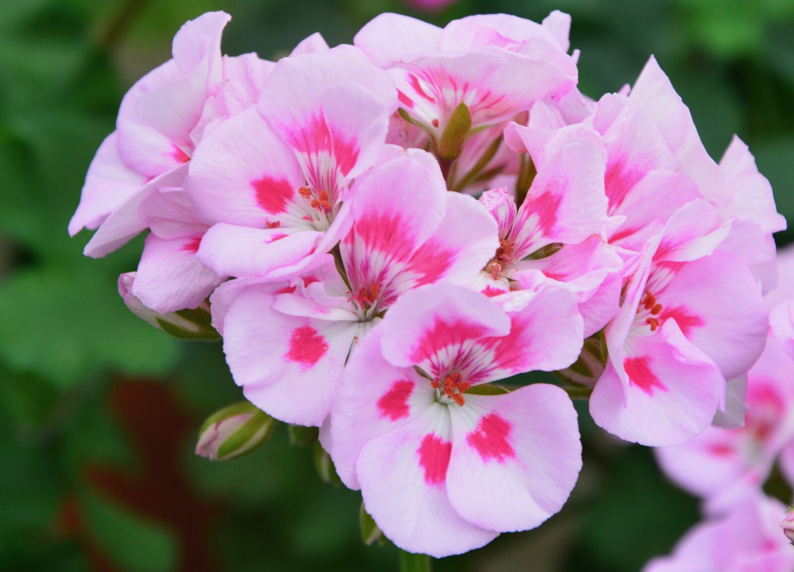 Nikon D5200 sample photo. Flower, flower of geranium photography
