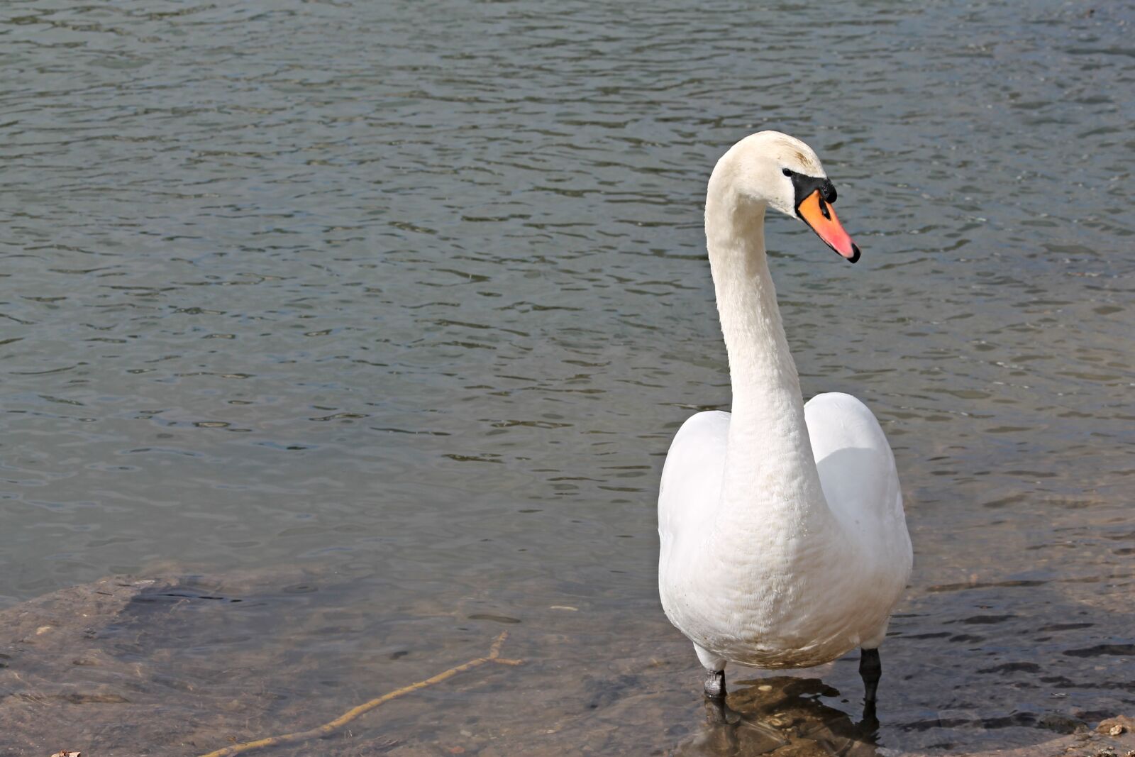 Canon EOS 1100D (EOS Rebel T3 / EOS Kiss X50) sample photo. Swan, bank, stand photography