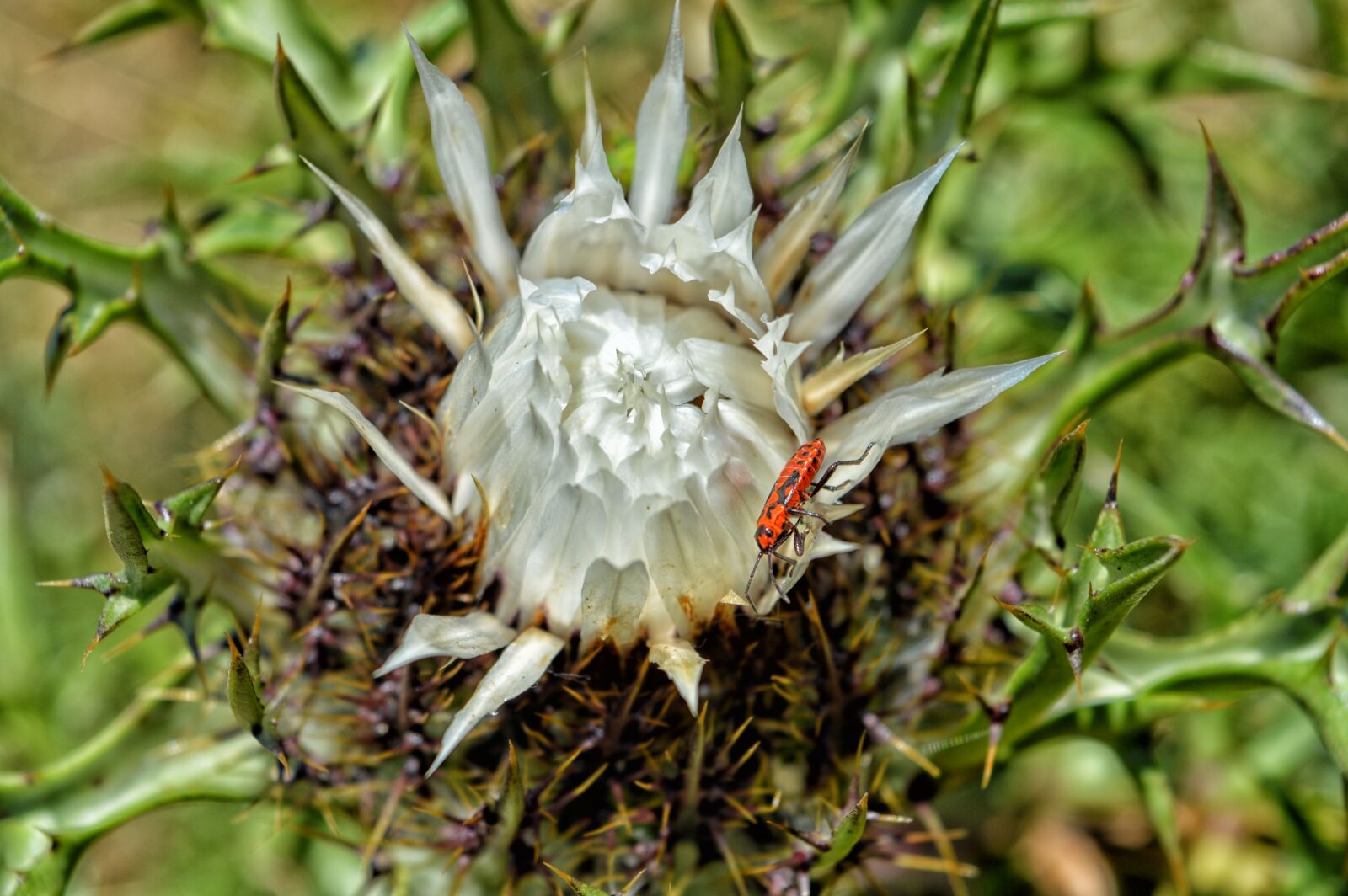 Nikon D3200 sample photo. Flower, mountain, lunigiana photography
