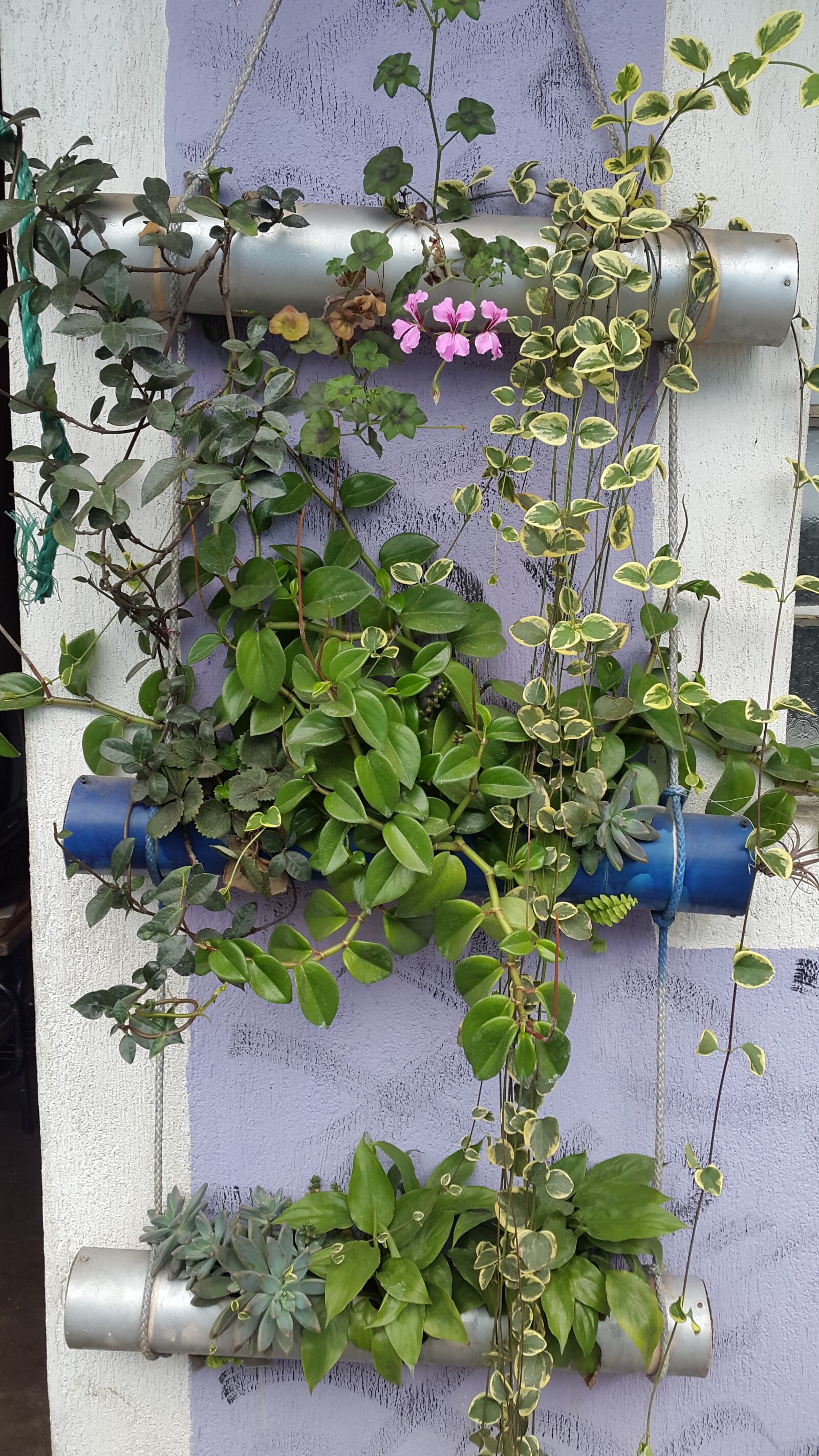 Samsung Galaxy S5 sample photo. Recycling, plant, vertical garden photography
