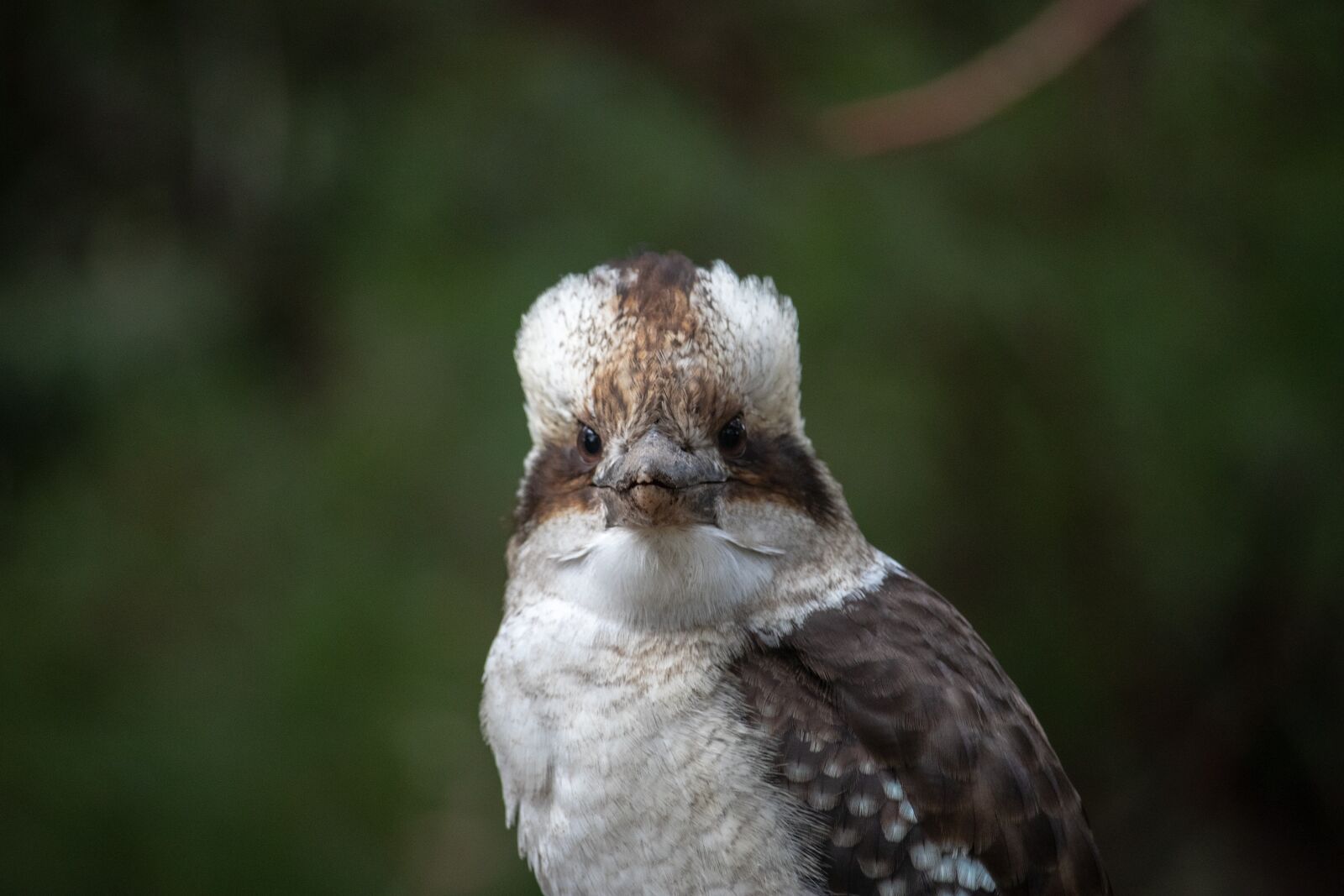 Canon EOS 200D (EOS Rebel SL2 / EOS Kiss X9) sample photo. Kookaburra, bird, australia photography