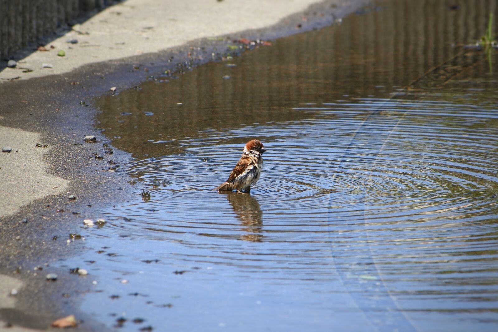 VR 55-200mm f/4-5.6G sample photo. Animal, little bird, sparrow photography