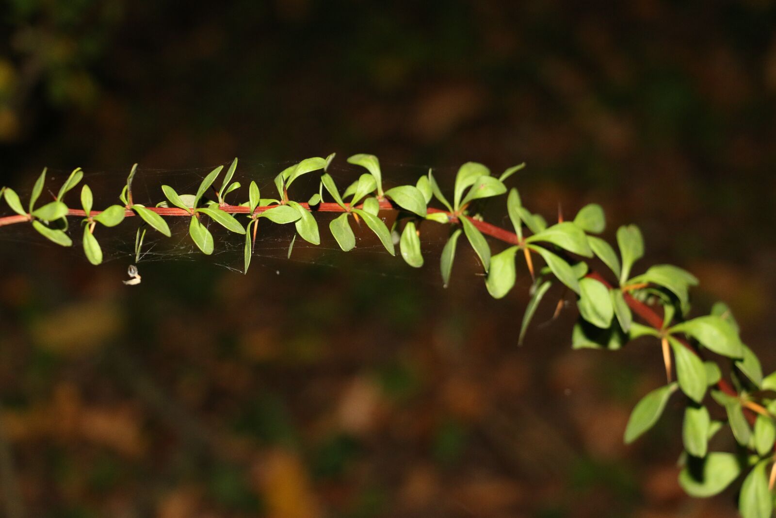 Canon EOS 70D sample photo. Flower, garden, green photography