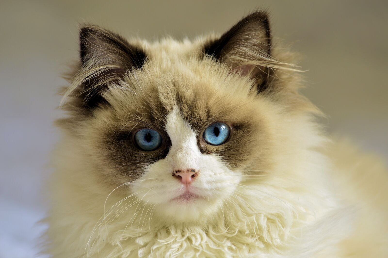 Nikon D3200 sample photo. Cat, feline, pet photography