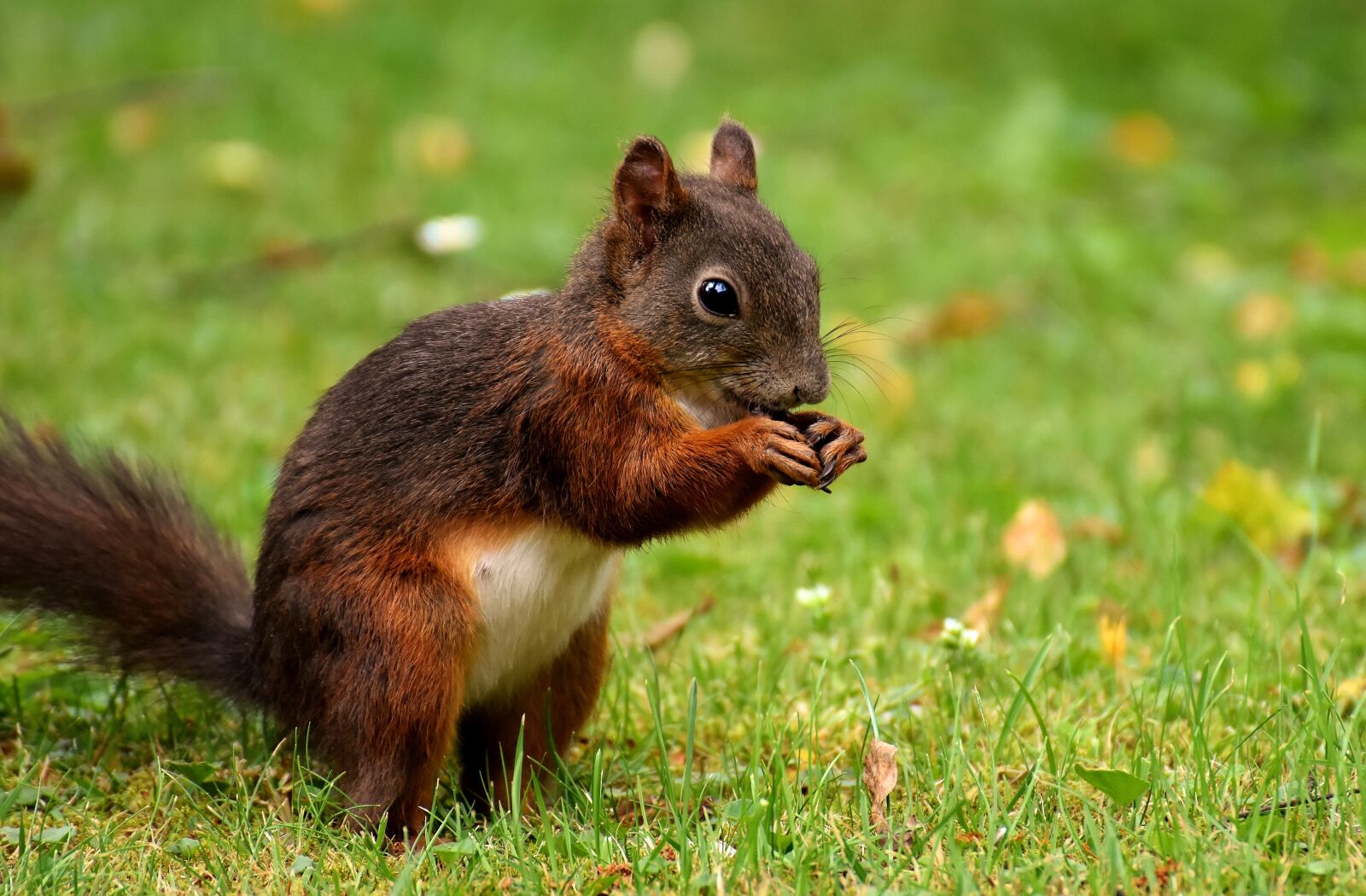 Nikon D7200 sample photo. Squirrel, nager, cute photography