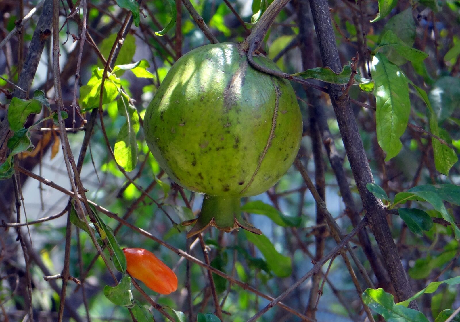 Sony DSC-HX200V sample photo. Pomegranate, fruit, bud photography