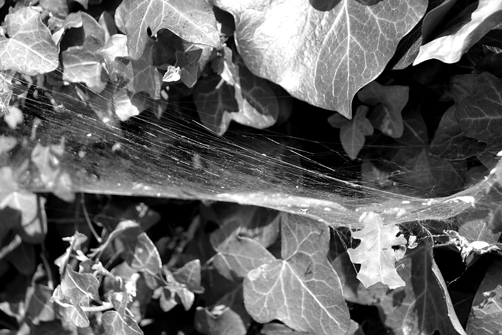 Nikon D5200 sample photo. Spider, canvas, nature photography