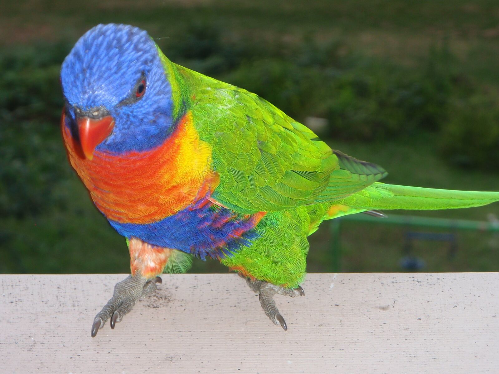 Olympus u850SW,S850SW sample photo. Rainbow lorikeet, birds, ornithology photography