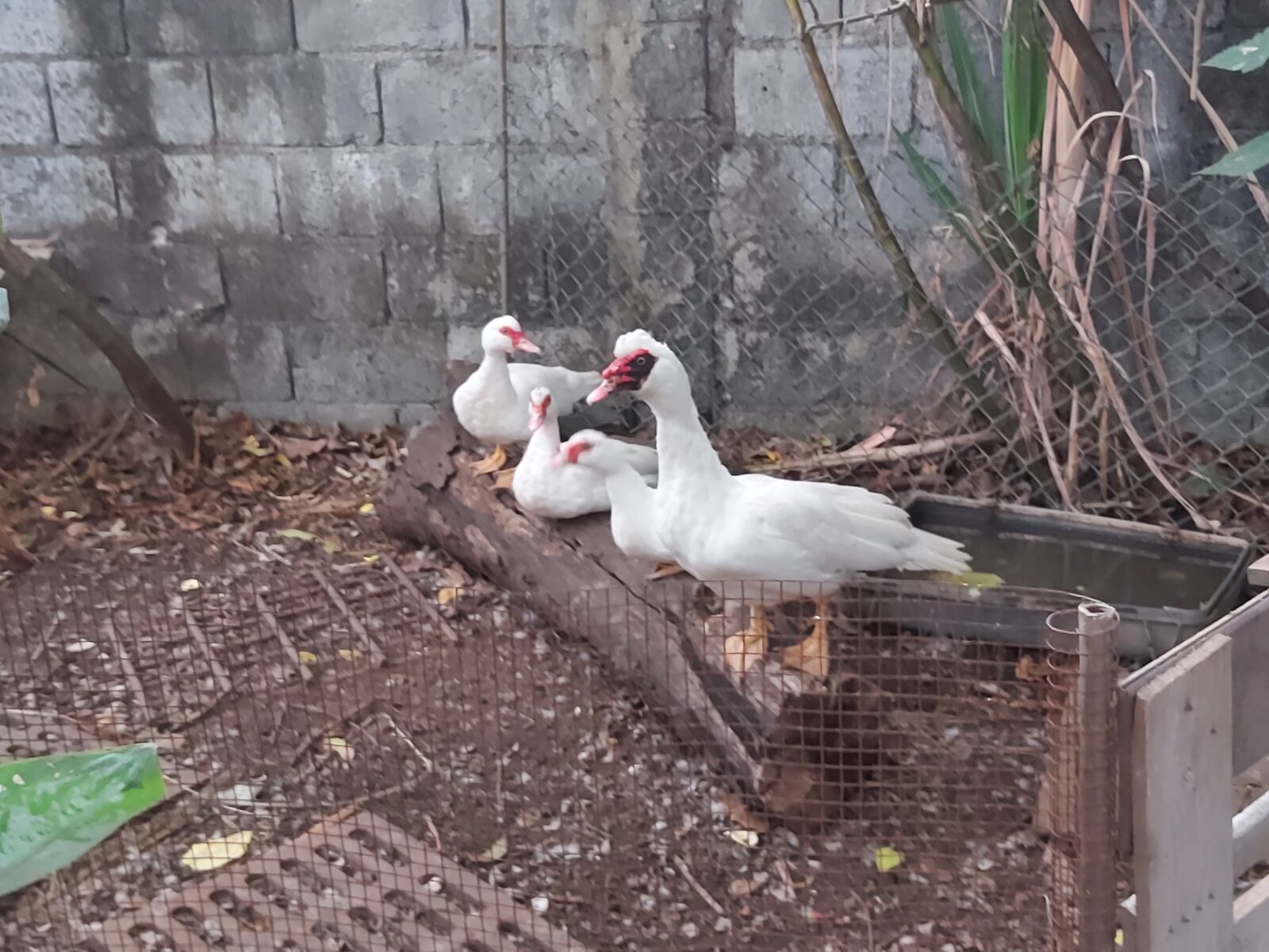 Samsung Galaxy A70 sample photo. Ducks, nature, farm photography