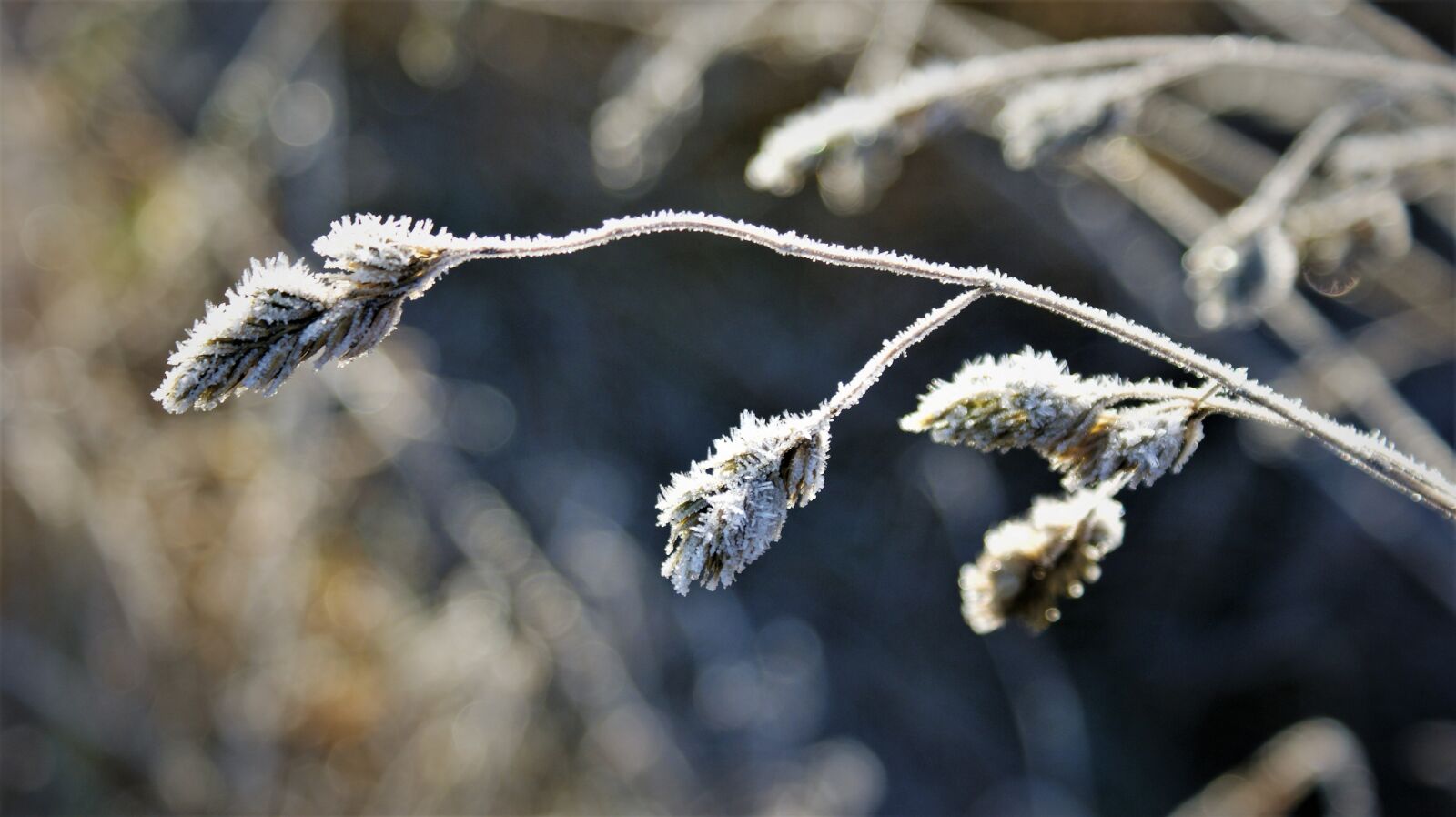 Sony Alpha DSLR-A350 sample photo. Sprig, ripe, sunlight photography