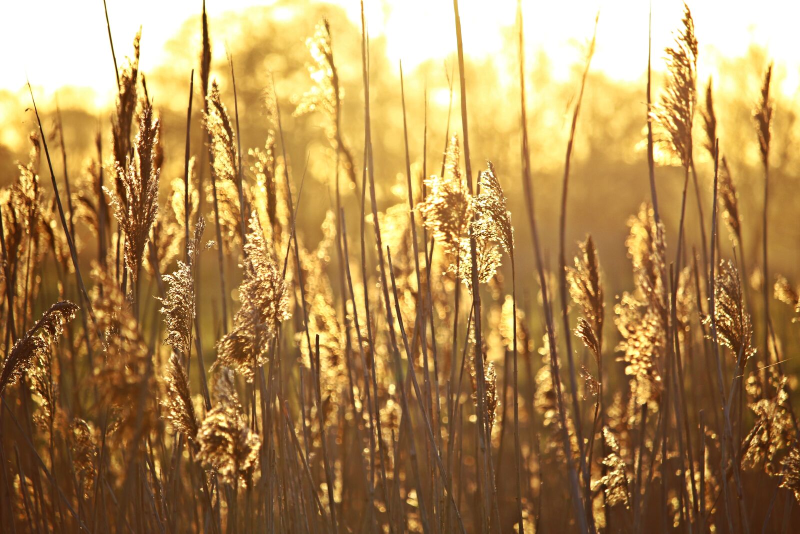 Canon EOS 100D (EOS Rebel SL1 / EOS Kiss X7) sample photo. Reed, sunrise, morgenstimmung photography