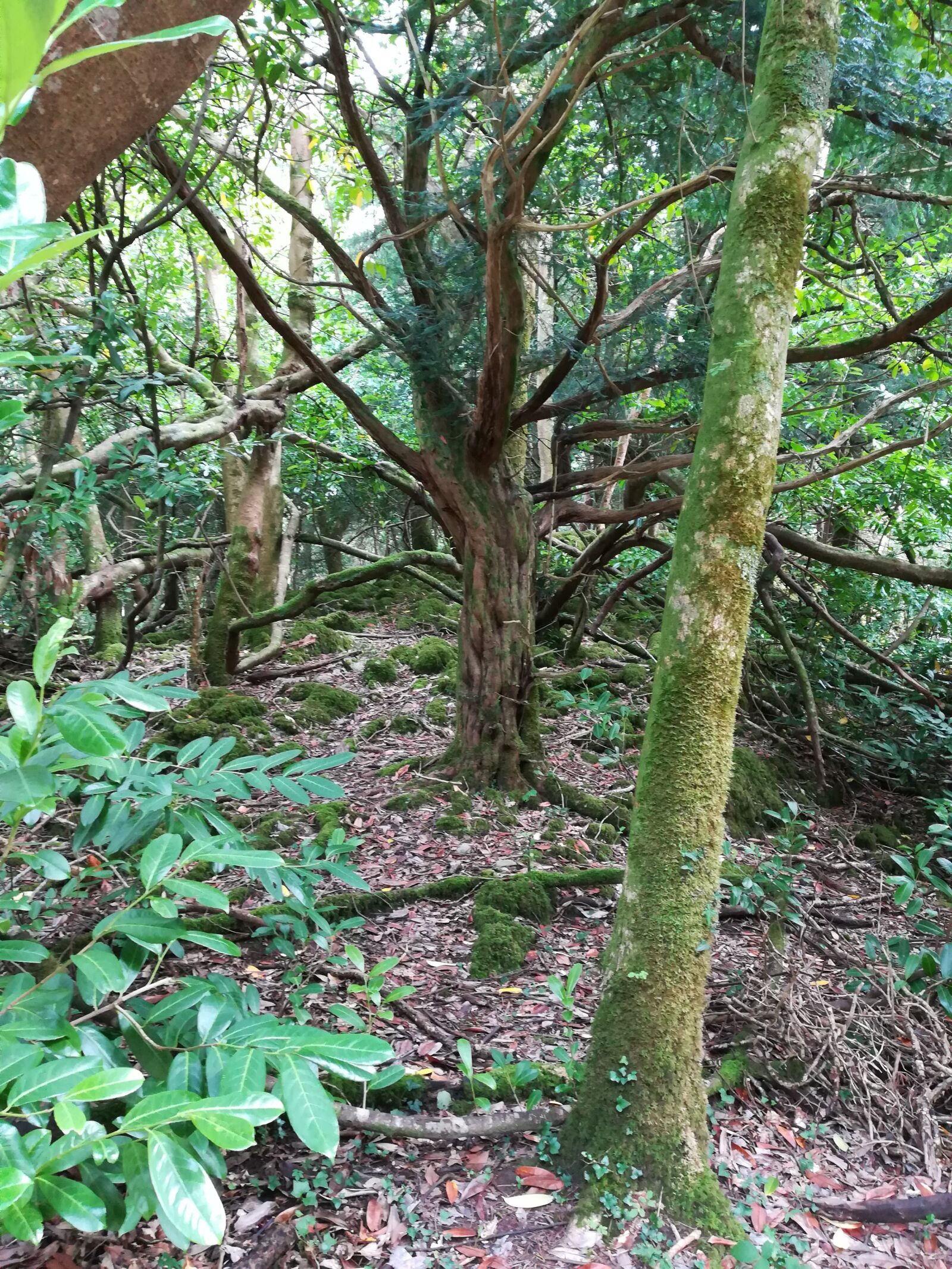 HUAWEI PRA-LX1 sample photo. Forest, ireland, nature photography