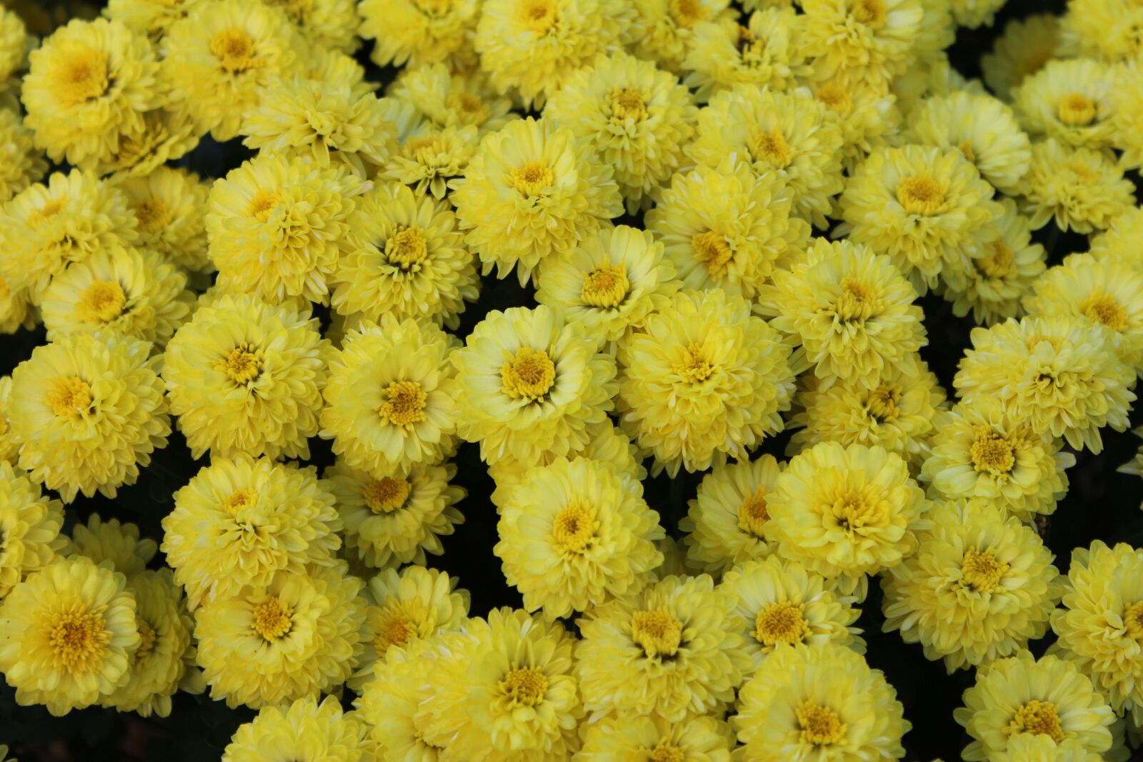 Canon EOS 550D (EOS Rebel T2i / EOS Kiss X4) sample photo. Chrysanthemum, flowers, yellow flower photography