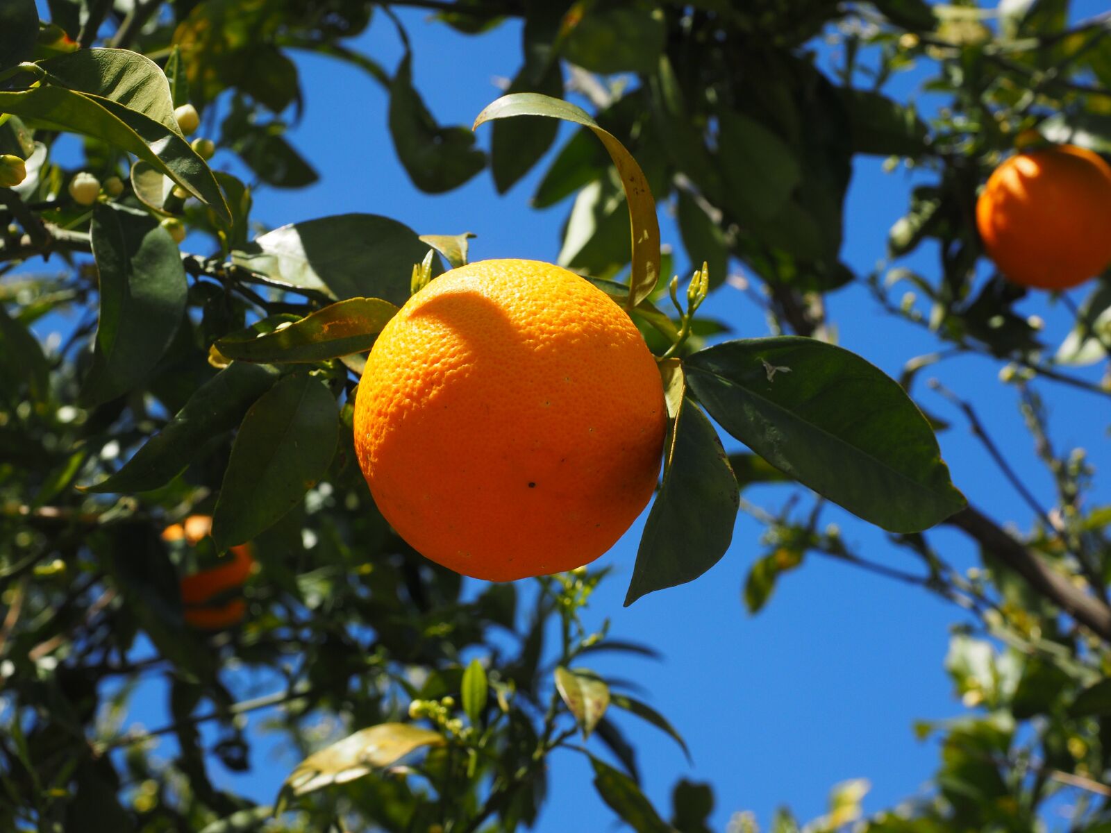 Olympus OM-D E-M1 + Olympus M.Zuiko Digital ED 12-40mm F2.8 Pro sample photo. Orange, fruit, orange tree photography