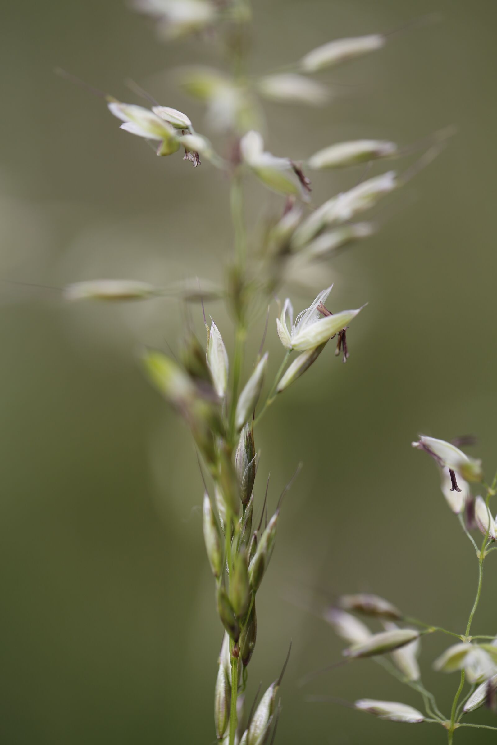 Canon EF 100mm F2.8L Macro IS USM sample photo. Grass, halm, meadow photography