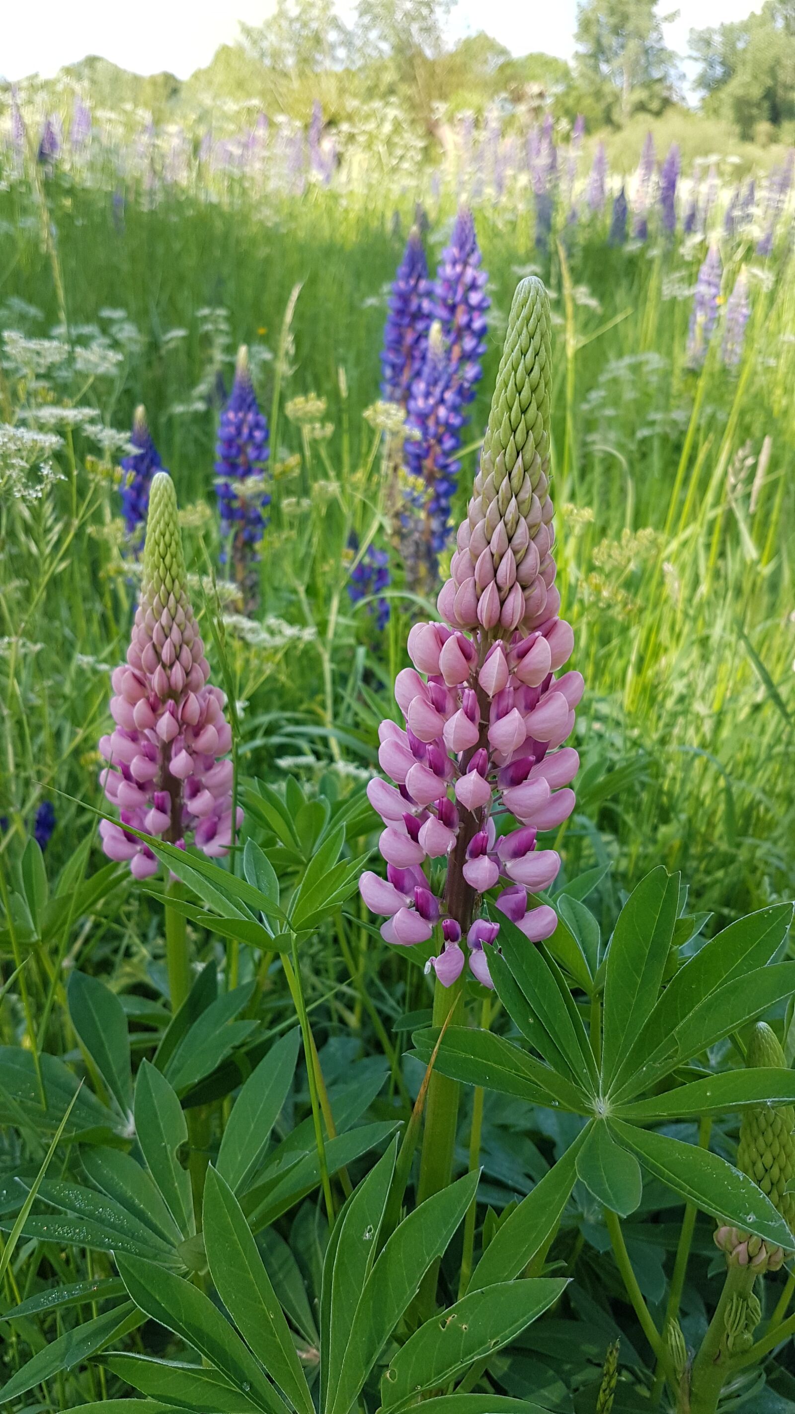Samsung Galaxy S7 sample photo. Lupine, flower, blue photography