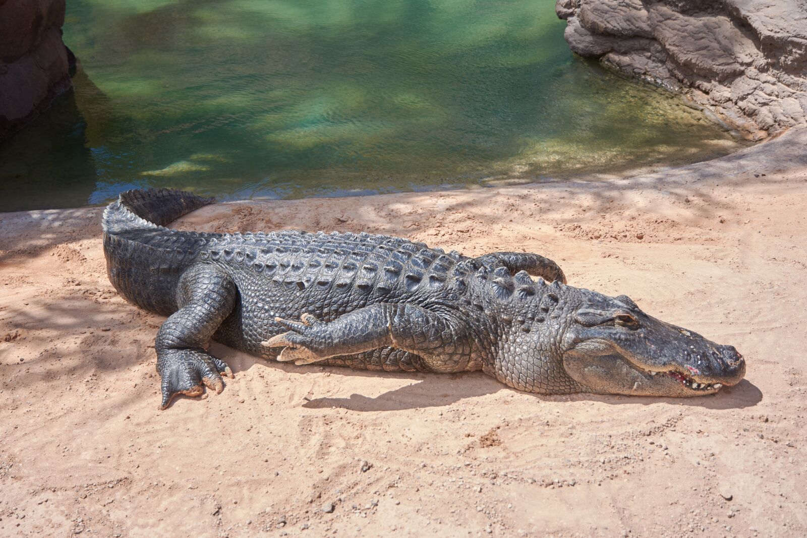 Nikon D7200 sample photo. Crocodile, alligator, dangerous photography