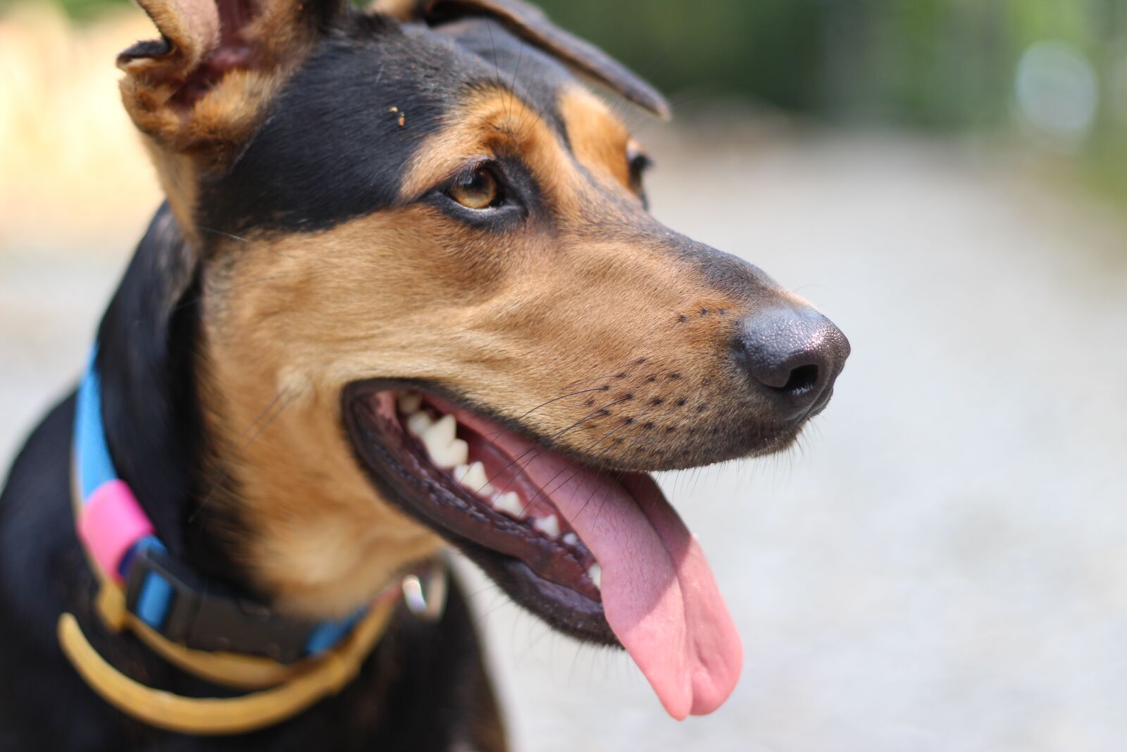 Canon EOS 100D (EOS Rebel SL1 / EOS Kiss X7) + Canon EF 50mm F1.8 II sample photo. Dog, happy, animal photography