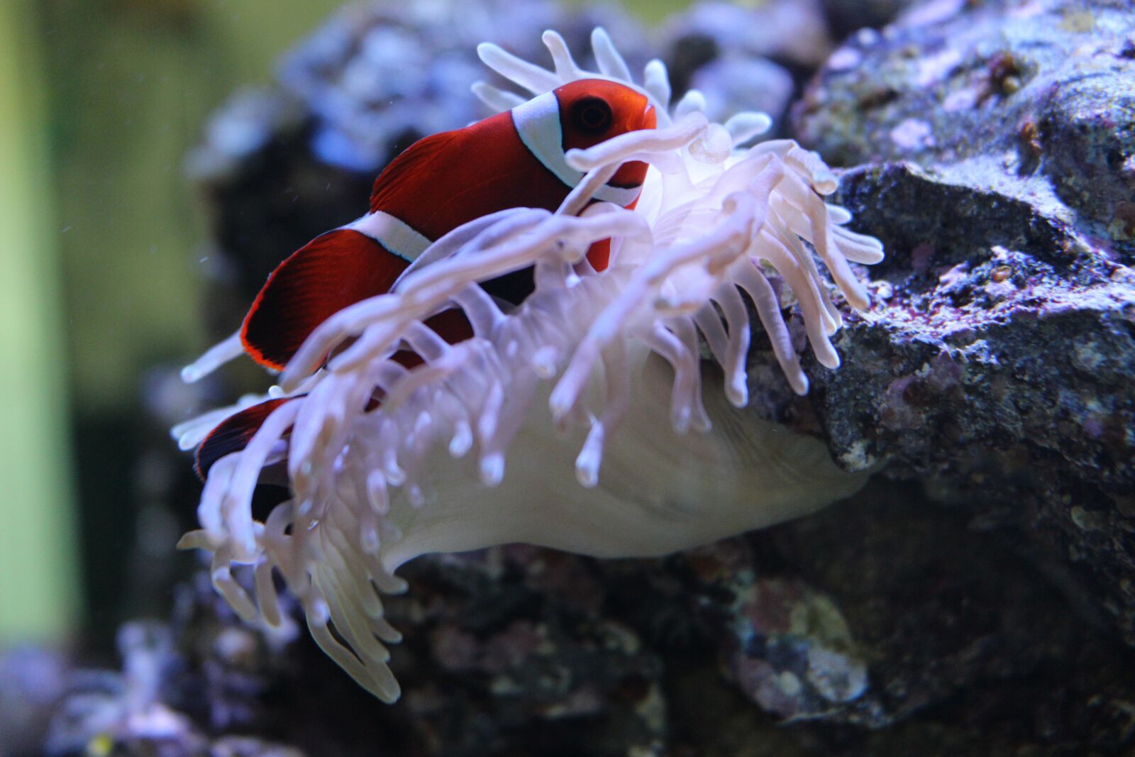 Canon EOS 700D (EOS Rebel T5i / EOS Kiss X7i) sample photo. Clownfish, anemone, aquarium photography