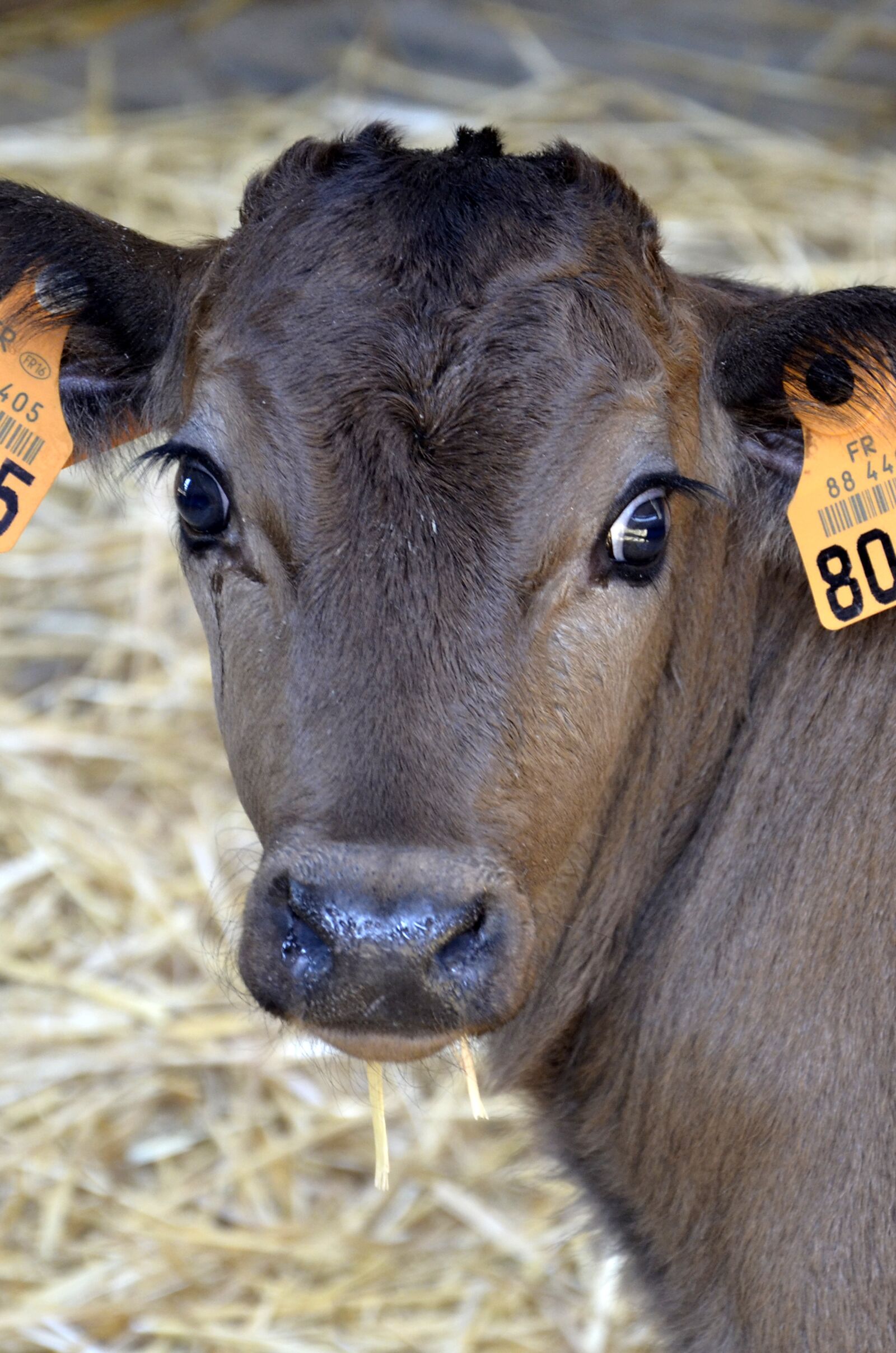 Nikon D5100 sample photo. Calf, farm, bio photography