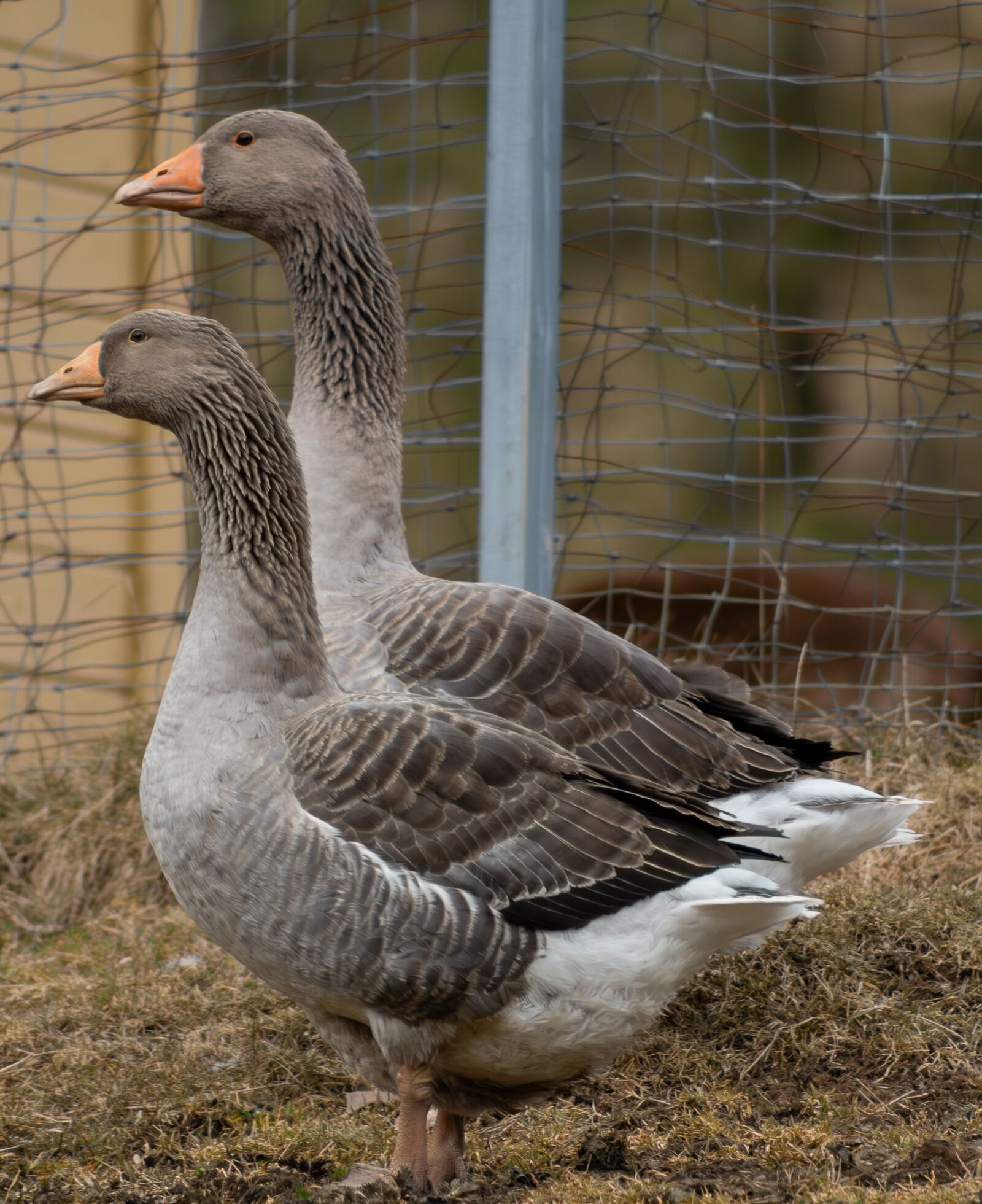 Canon EOS R100 sample photo