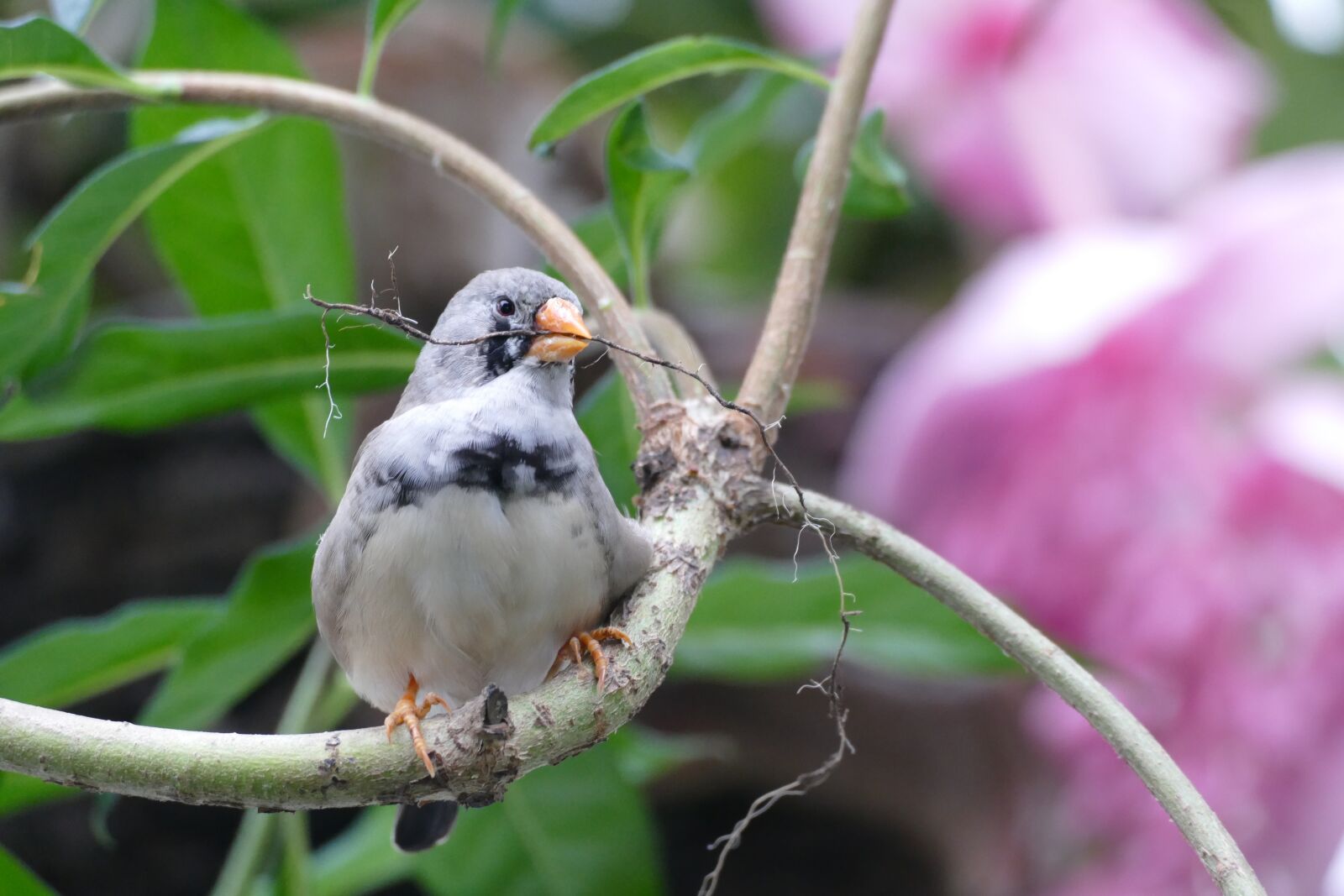 Panasonic Lumix DMC-FZ1000 sample photo. Bird, preparing, house photography
