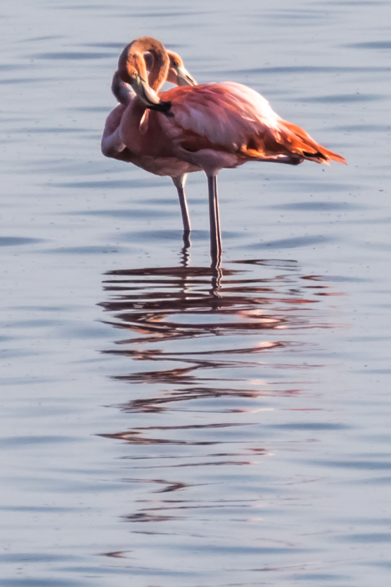 Canon EOS 7D Mark II sample photo. Lovebirds, cuba, cayo santa photography