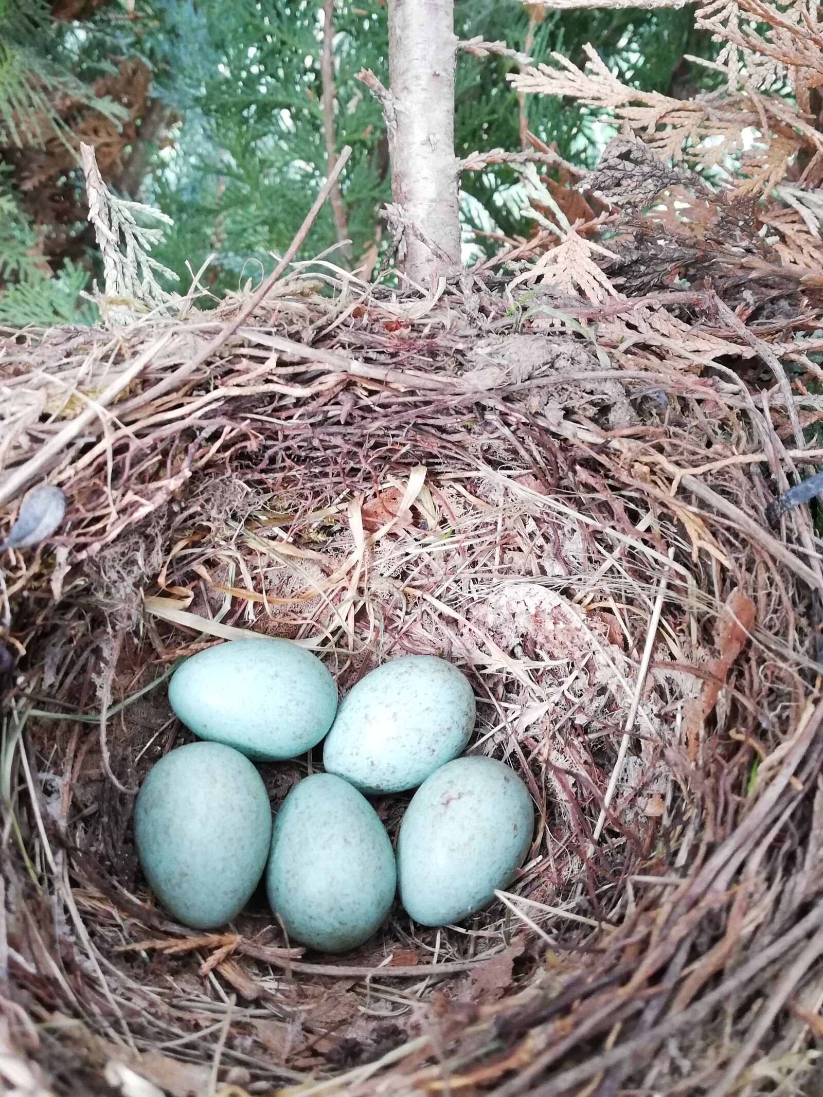 HUAWEI P20 lite sample photo. Blackbird eggs, nest, garden photography