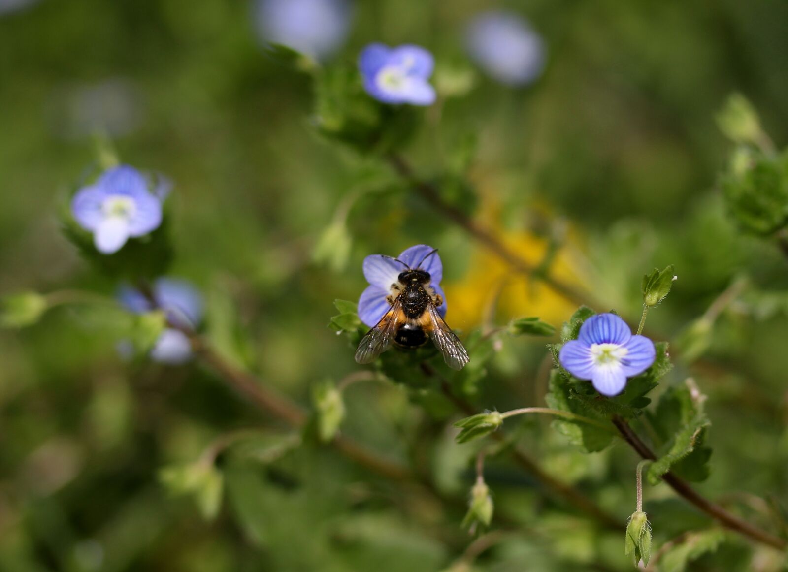 Canon EF-S 60mm F2.8 Macro USM sample photo. Bee, cornflower, flower photography