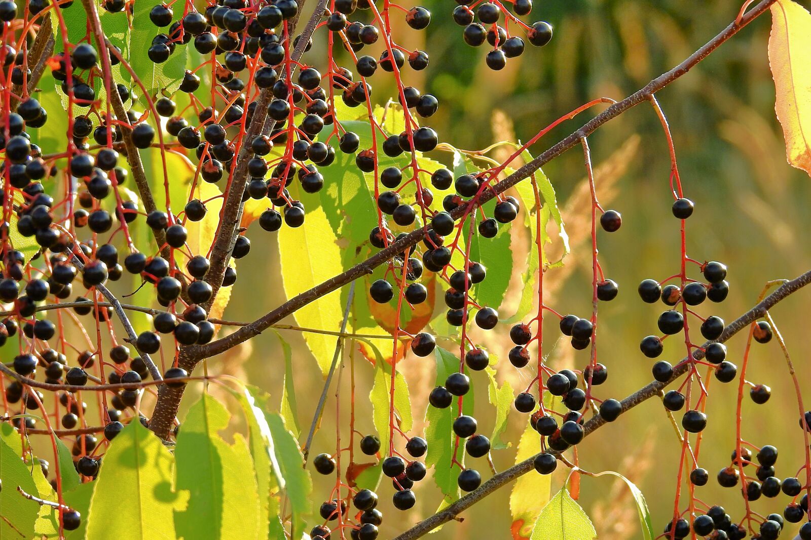 Nikon Coolpix P900 sample photo. Plant, fruit, nature photography