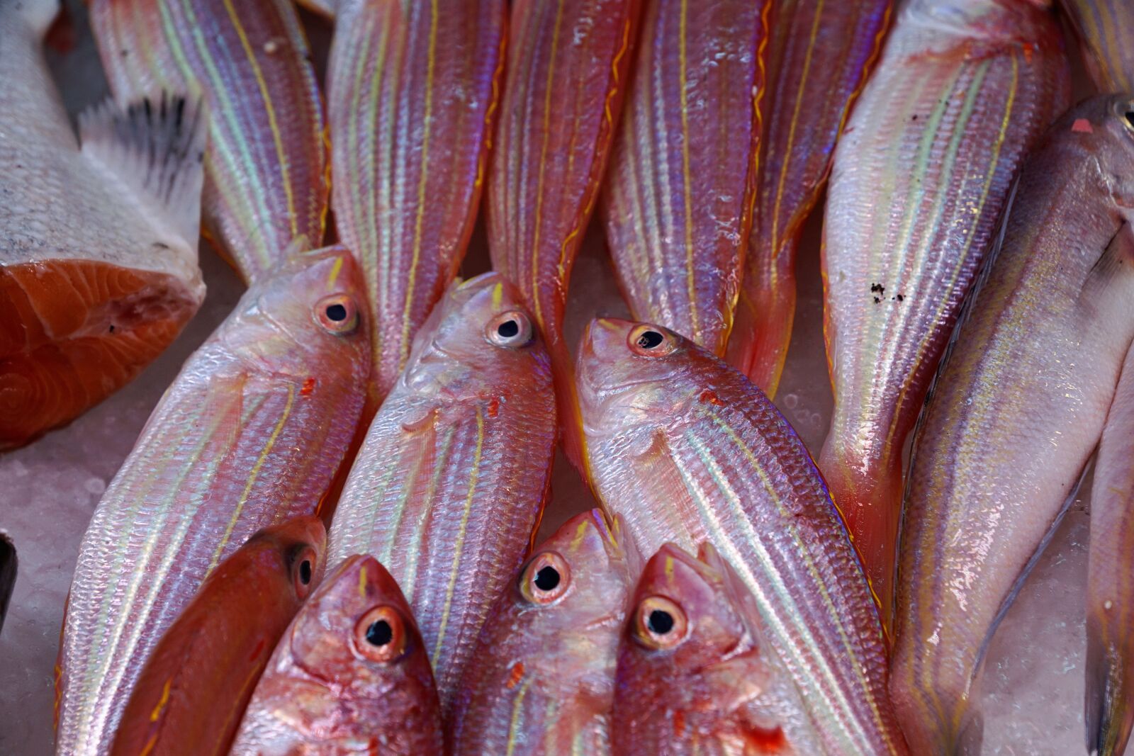 Sony ILCA-77M2 + Sony DT 16-50mm F2.8 SSM sample photo. Fish, seafood, sea photography