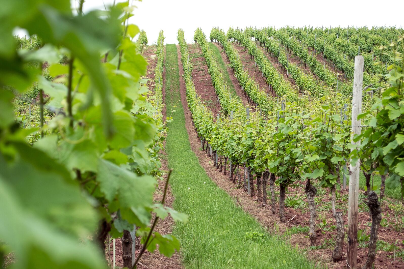 Nikon D3100 sample photo. Wine, wine bushes, plantation photography