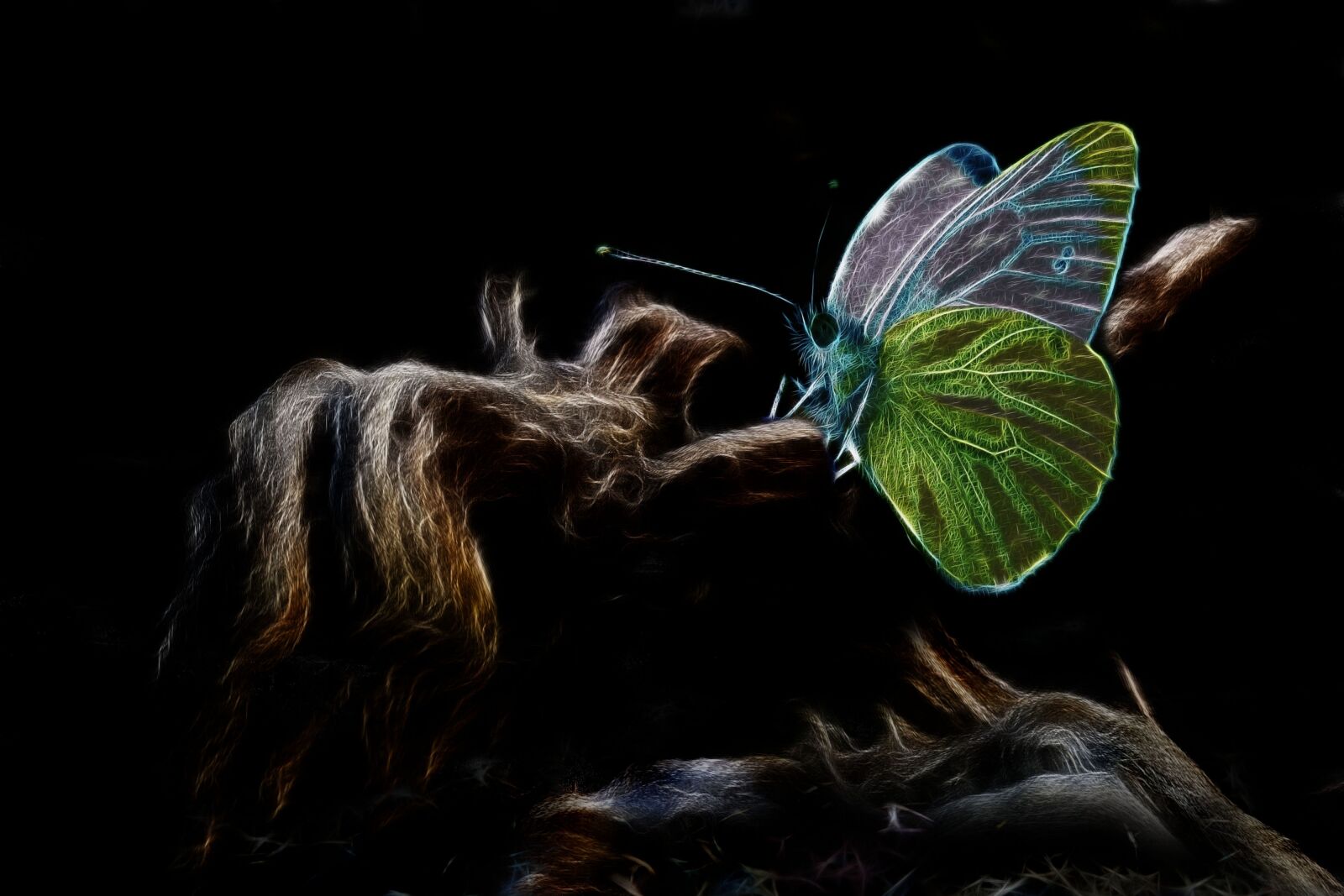Canon PowerShot G15 sample photo. Fractalius, green veined white photography