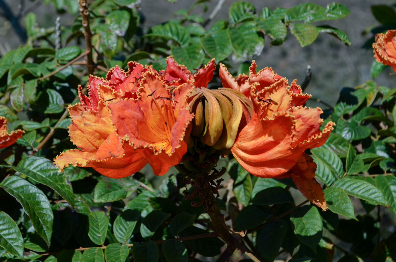 Nikon D5100 sample photo. Colombia, flor, flower, green photography