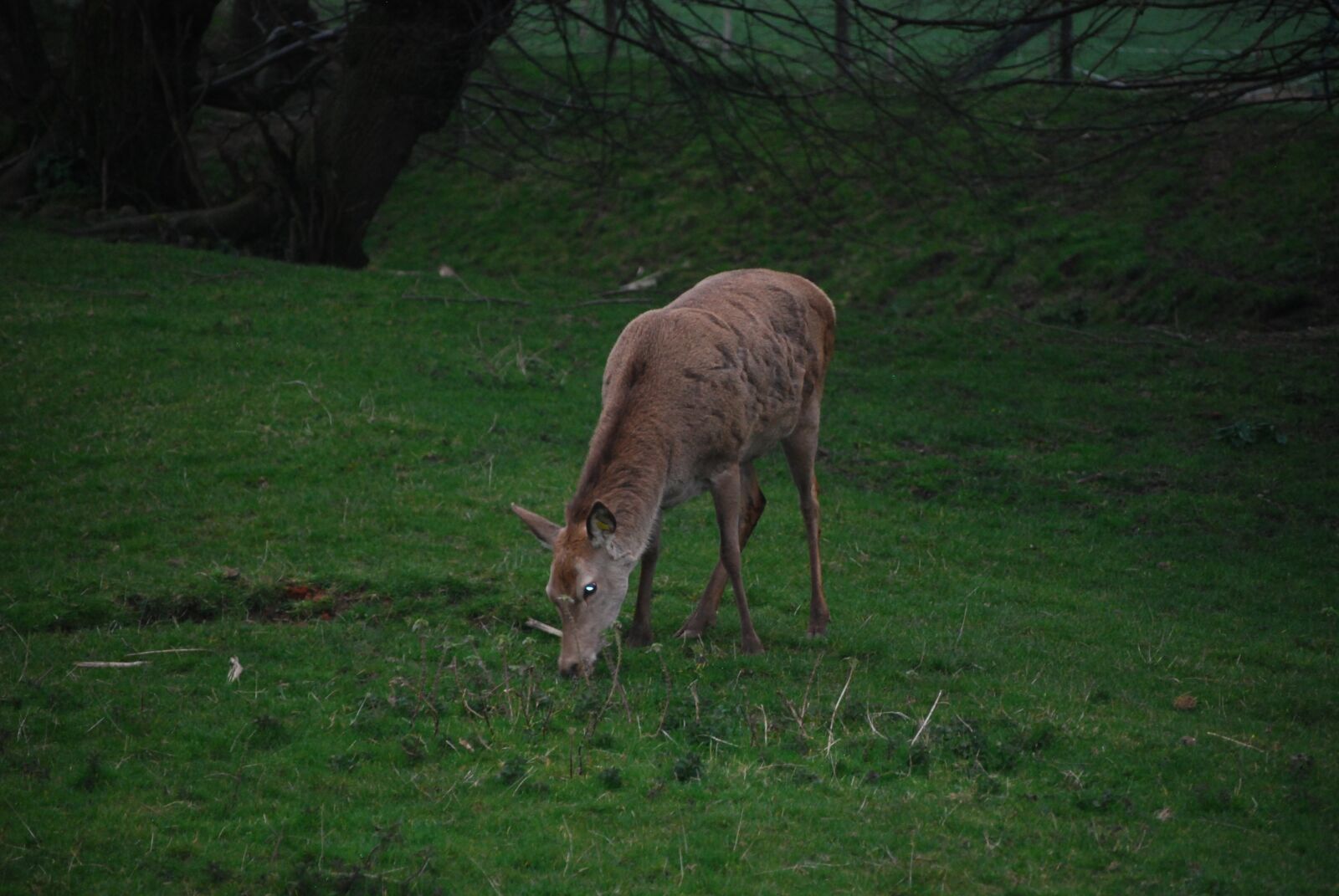 Nikon D60 sample photo. Nature, biche, animals photography