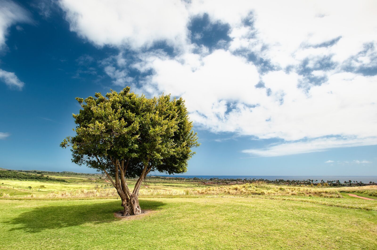 Nikon D700 sample photo. Countryside, tree, field photography