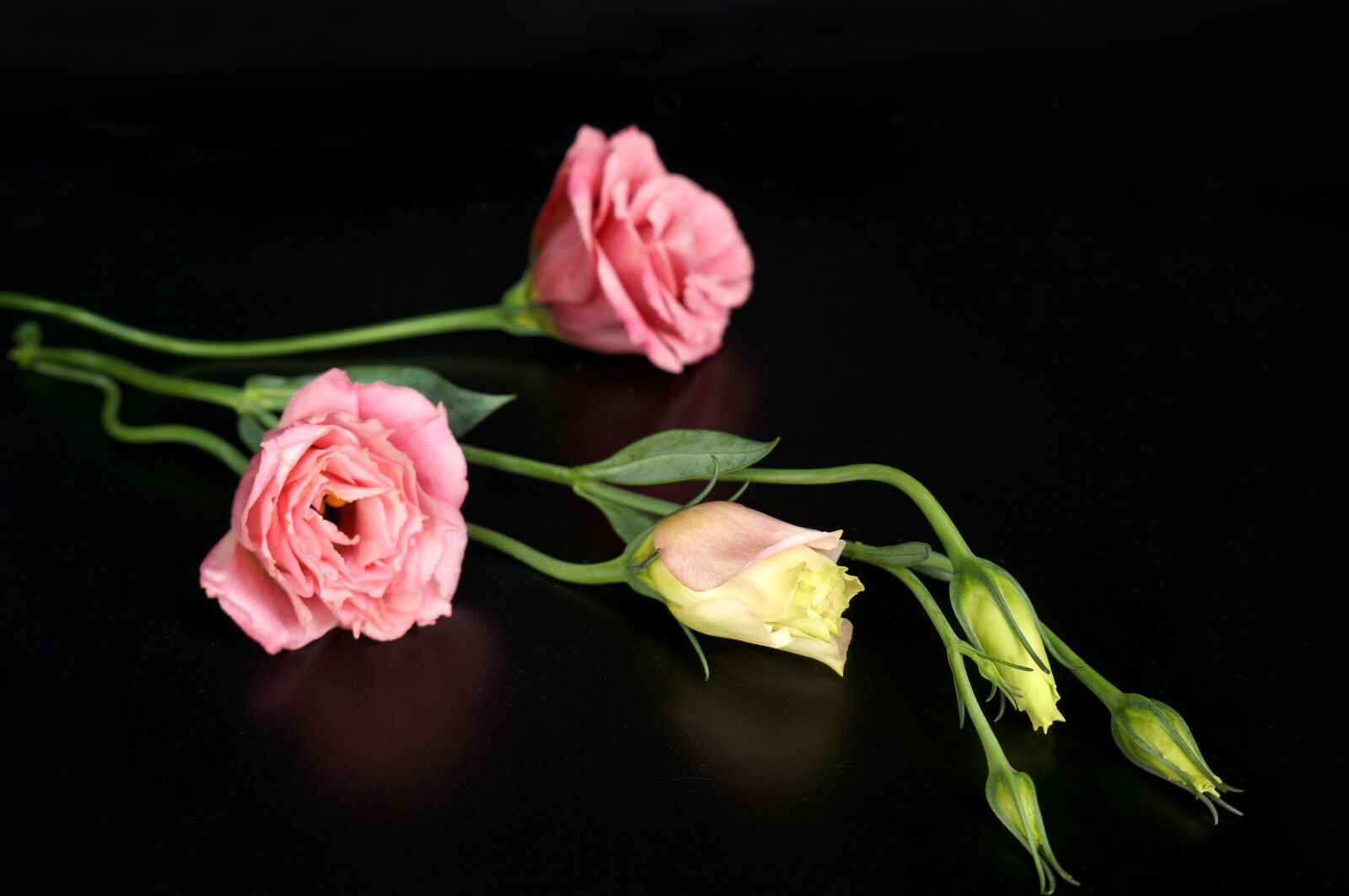 Sony Alpha NEX-F3 + Sony E 18-55mm F3.5-5.6 OSS sample photo. Flowers lisianthus, pink, flowers photography