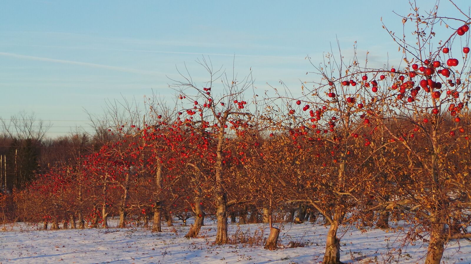 Samsung Galaxy Camera (Wi-Fi) sample photo. Apple, apples, tree photography