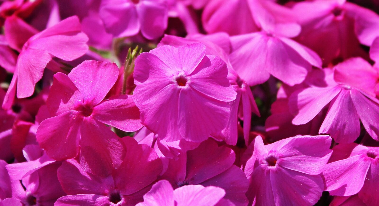 Canon EOS 550D (EOS Rebel T2i / EOS Kiss X4) sample photo. Cranesbill, ground cover, flower photography