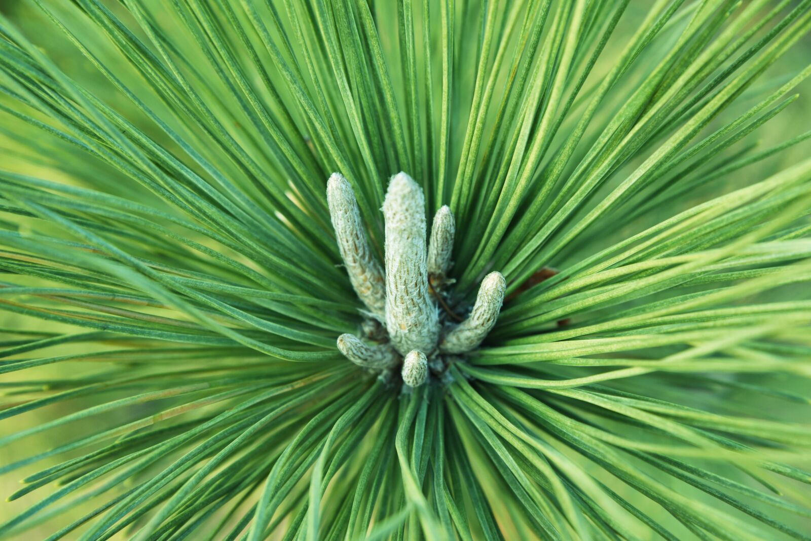 Nikon D750 sample photo. Pine tree, tree, fruit photography