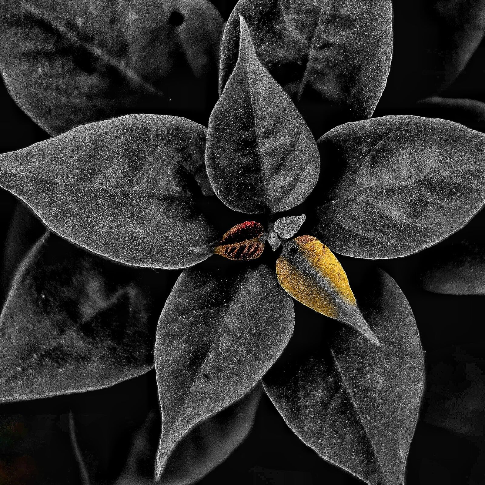 Nikon D3300 sample photo. Leaf, nature, flora photography