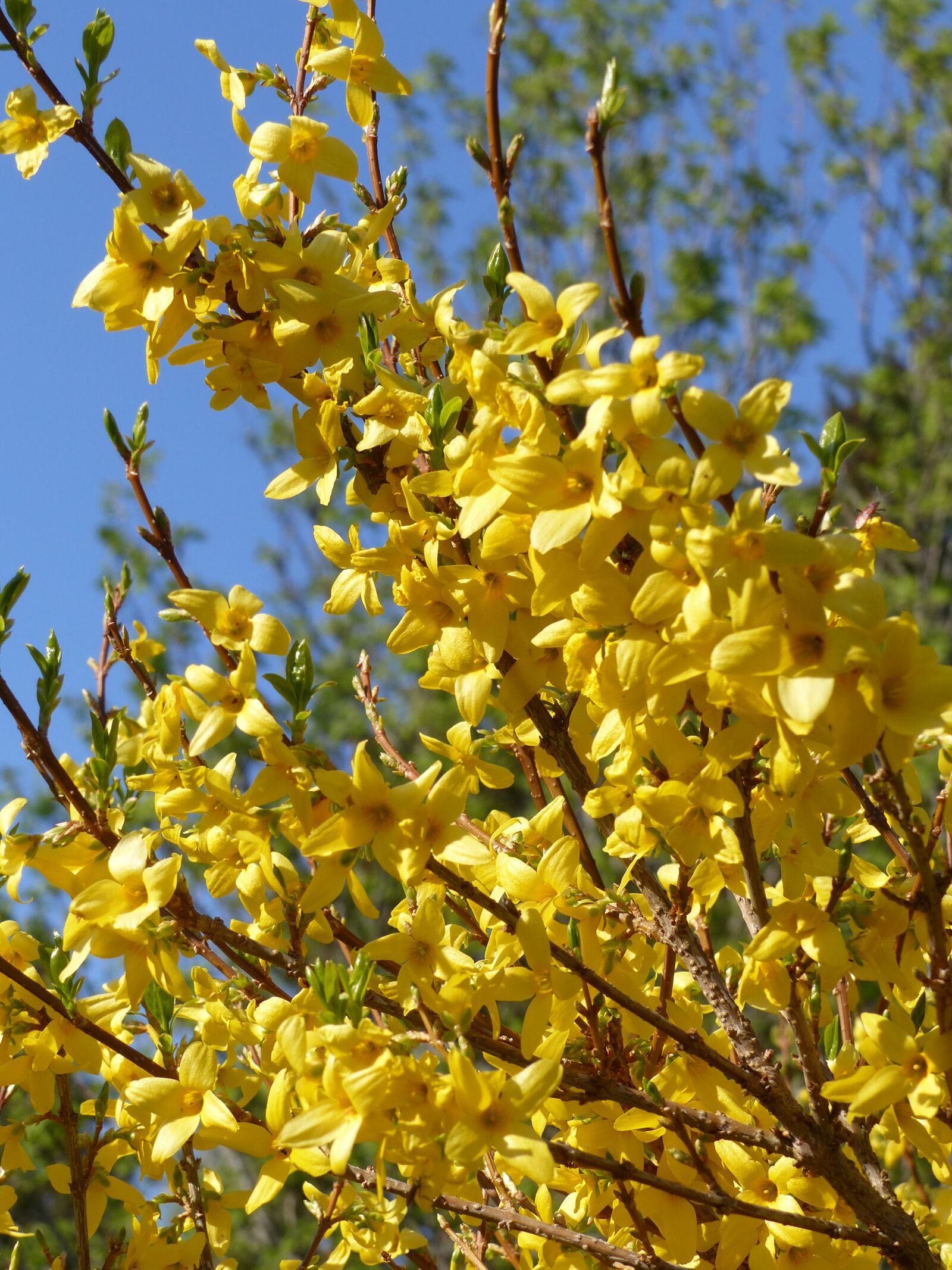 Panasonic Lumix DMC-FZ200 sample photo. Broom, flowers, yellow photography