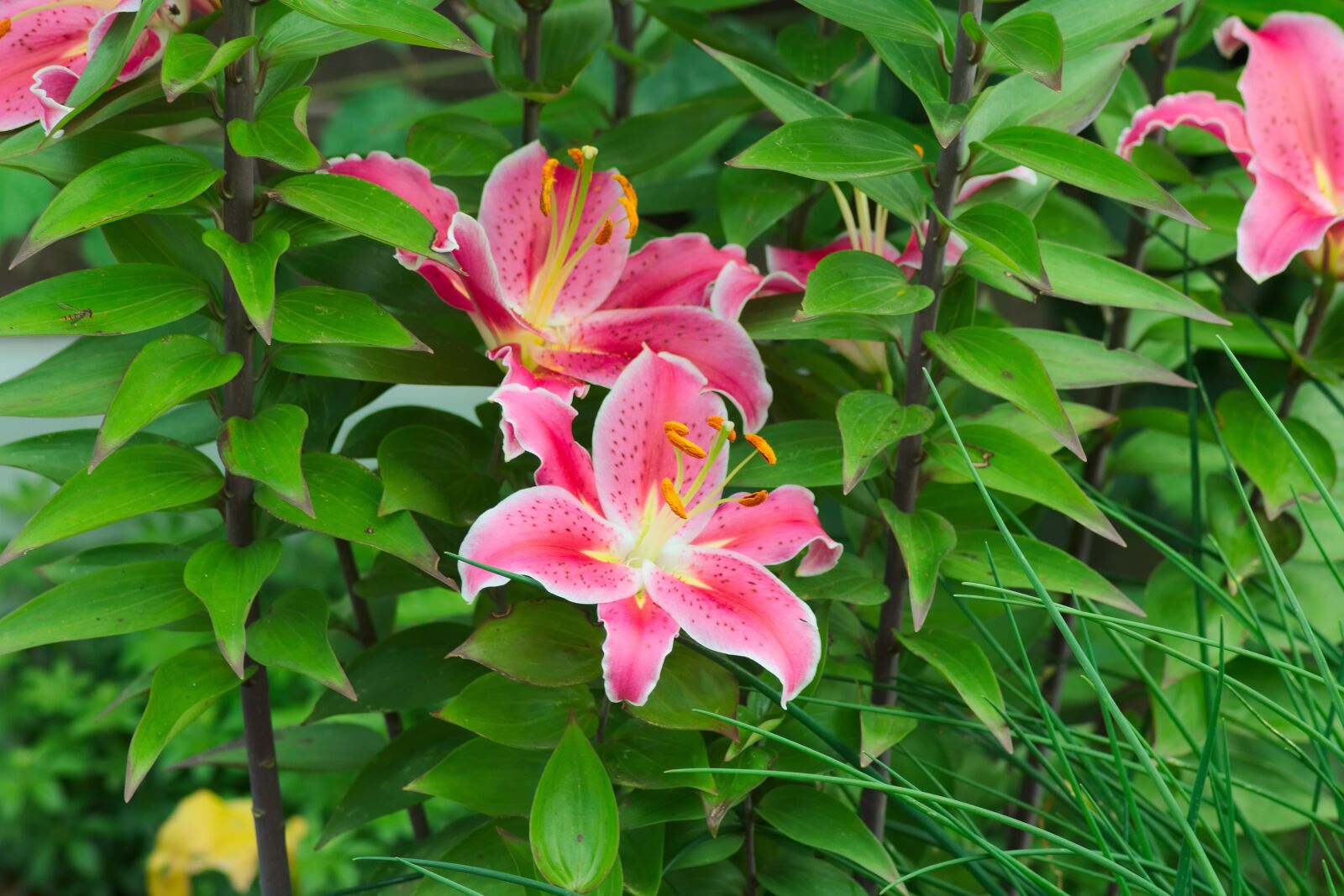 Nikon D3300 sample photo. Lily, blossom, bloom photography
