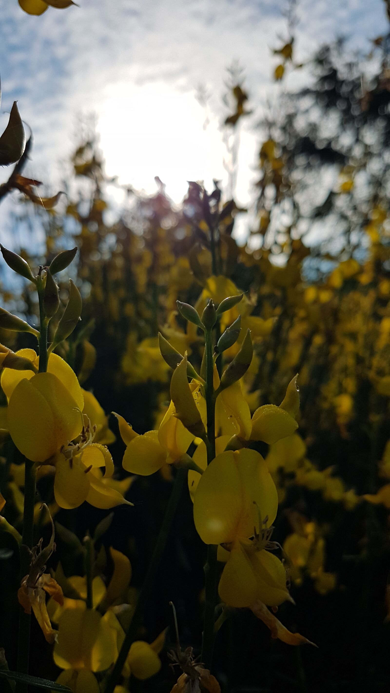 Samsung Galaxy S7 Edge sample photo. Broom, flower, flowers photography