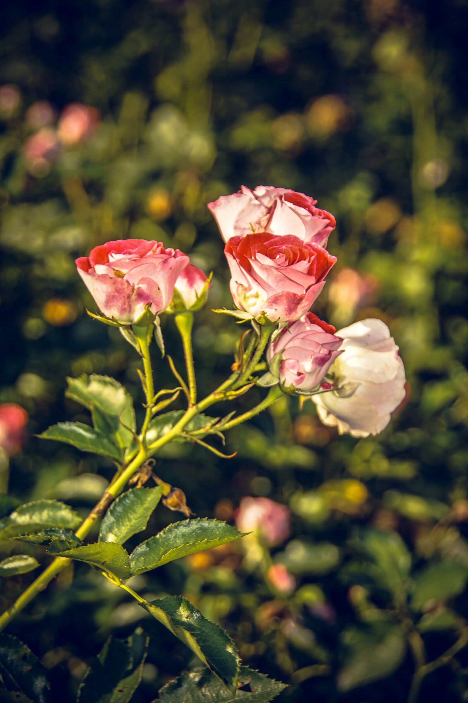 Sony ILCA-77M2 sample photo. Rose, blossom, bloom photography