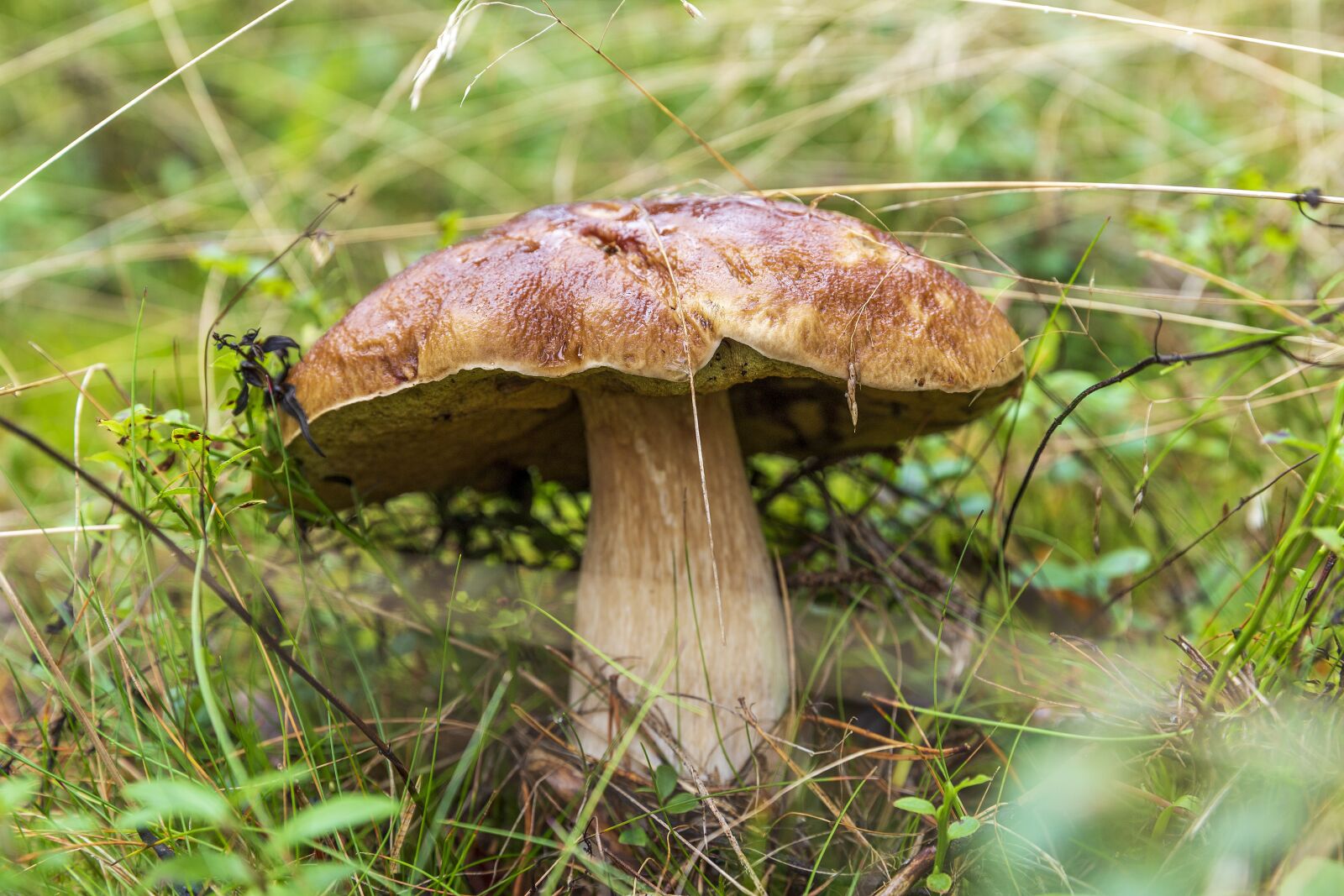 Canon EOS 6D sample photo. Mushroom, fungus, wild mushroom photography
