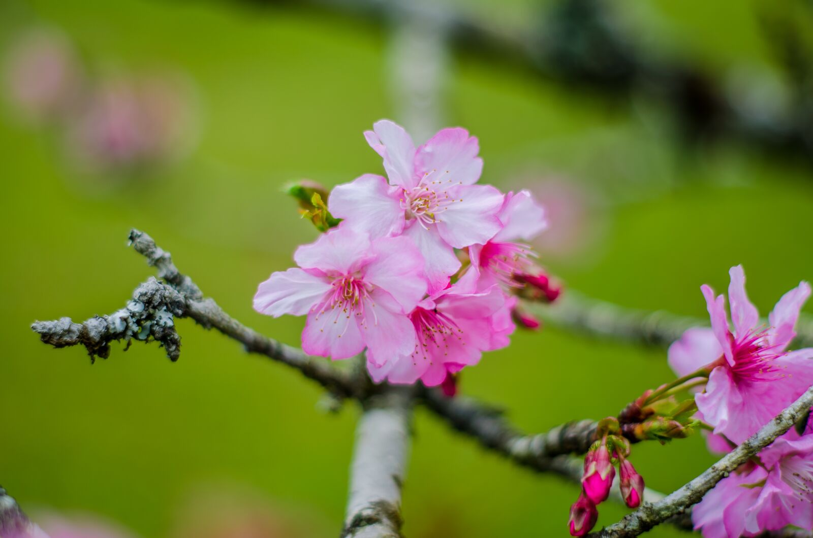 Nikon D5100 sample photo. Flores, rosa, floral photography